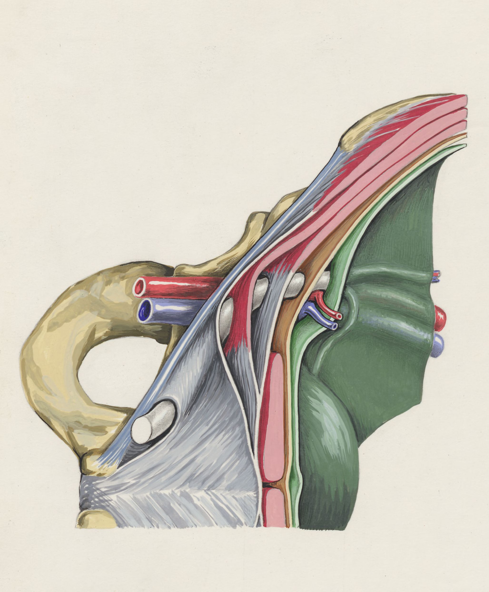Cardiovascular system