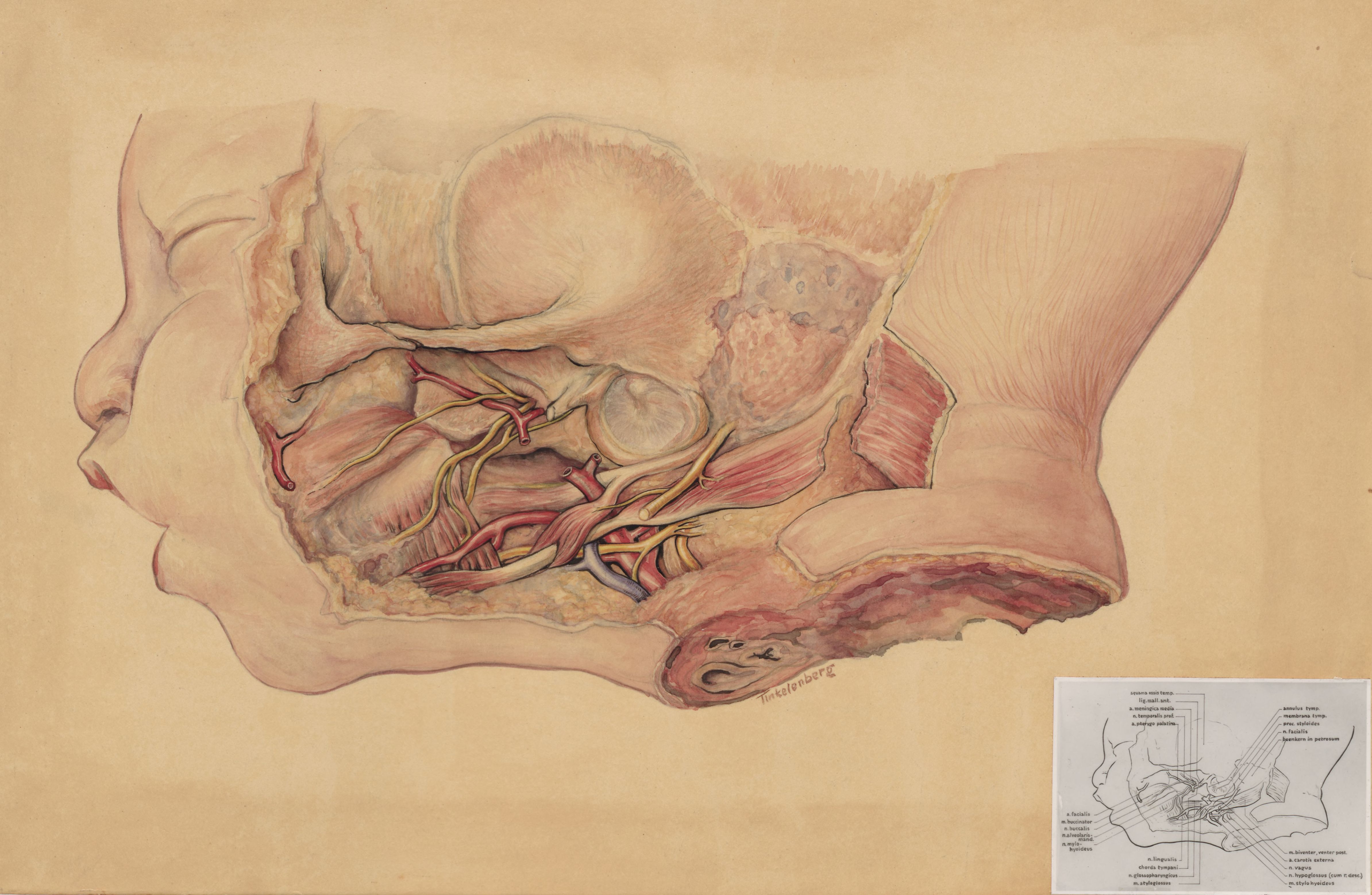 Vascular system of and infants head