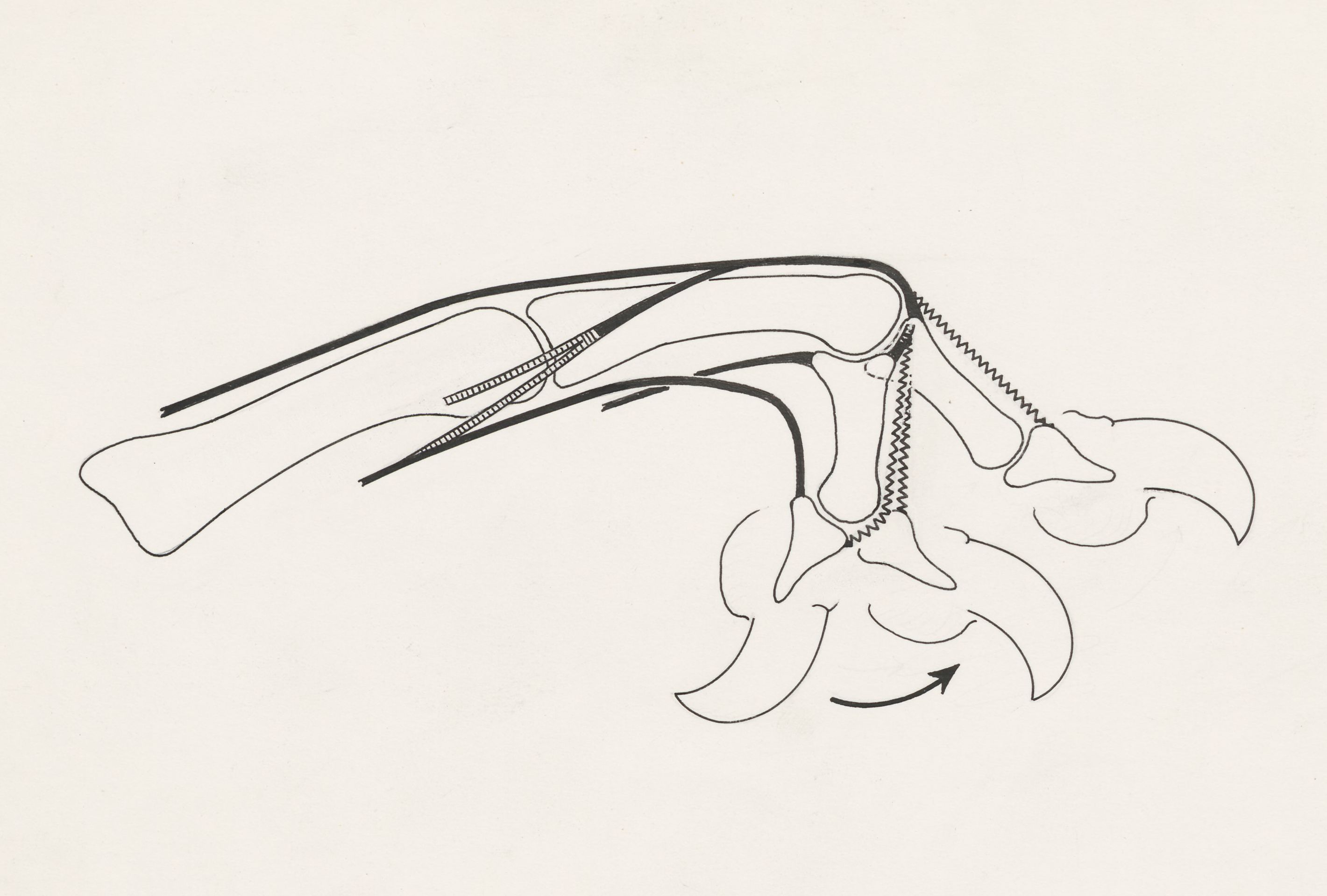 Schematic representation of the finger and joint movement of an iguana
