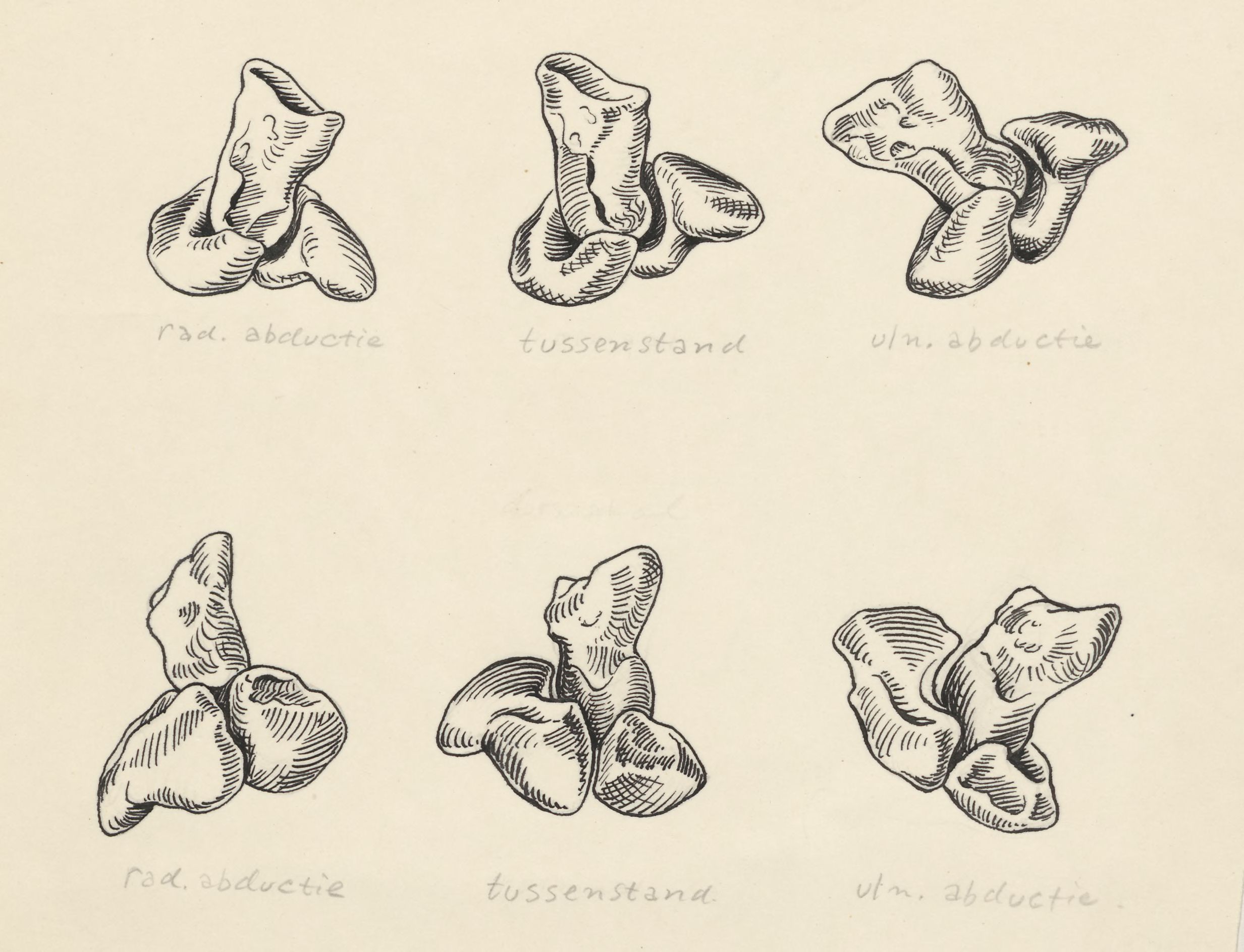 Musculoskeletal system of the hand and wrist