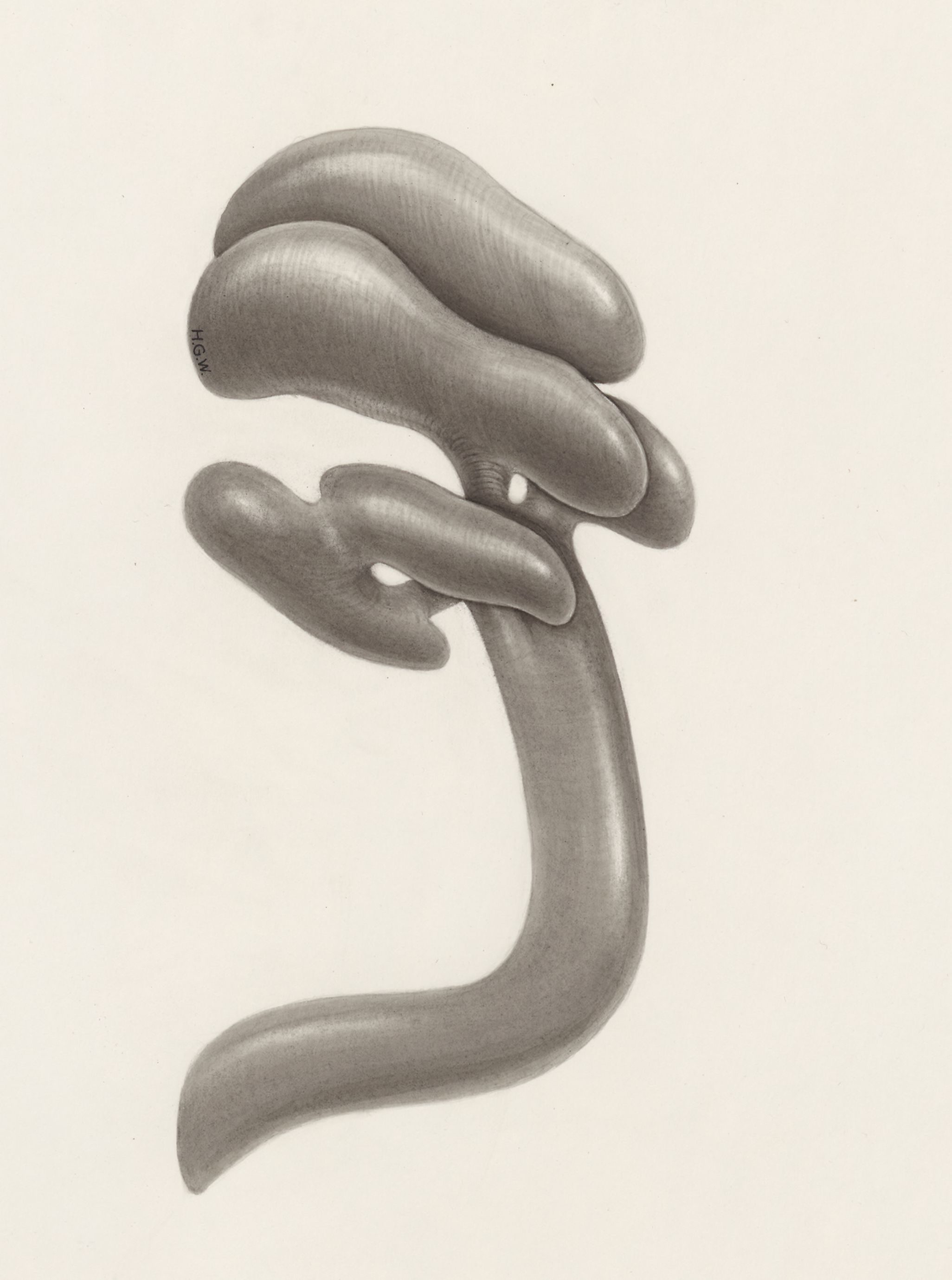 Circulatory system