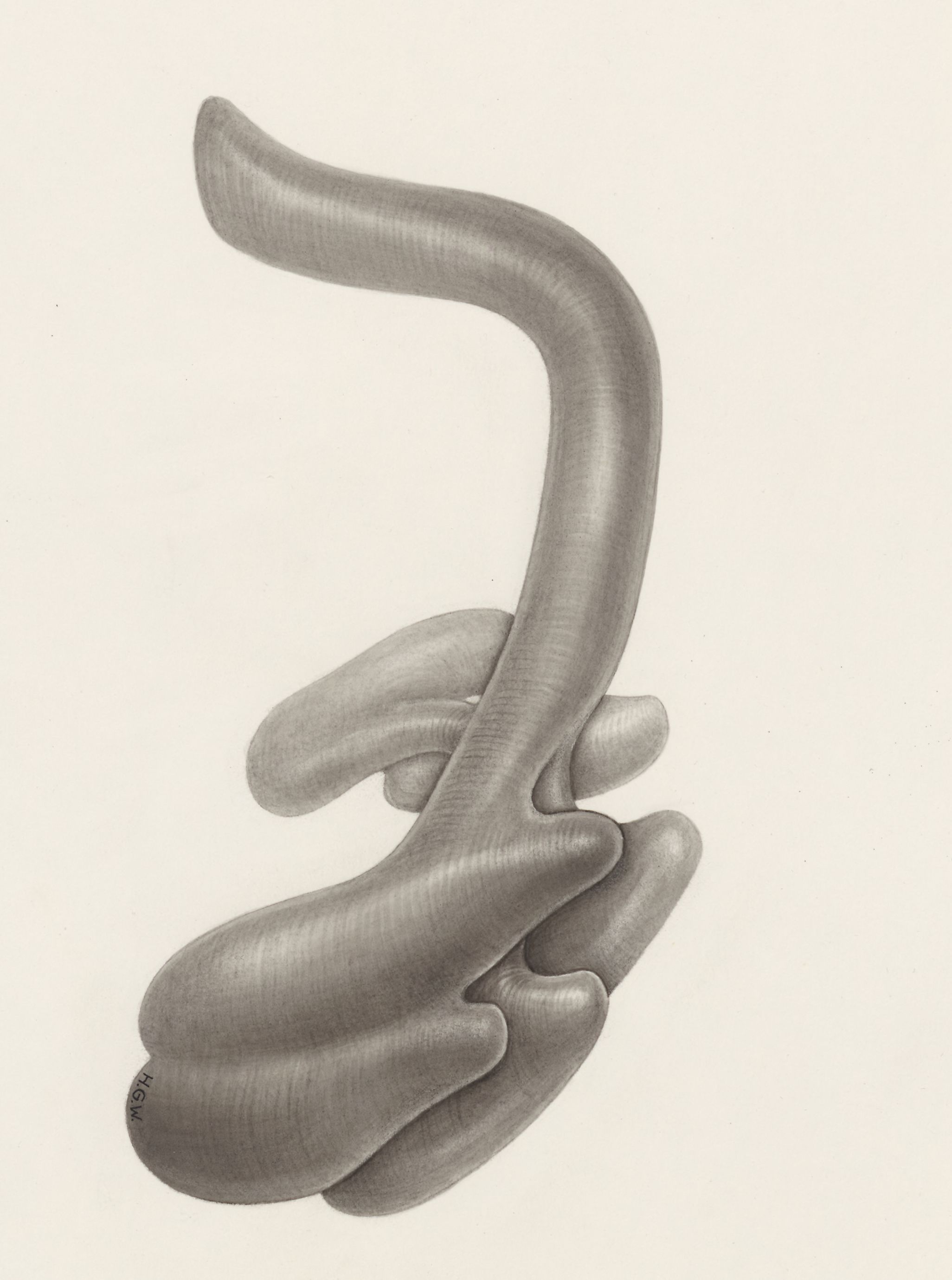 Circulatory system