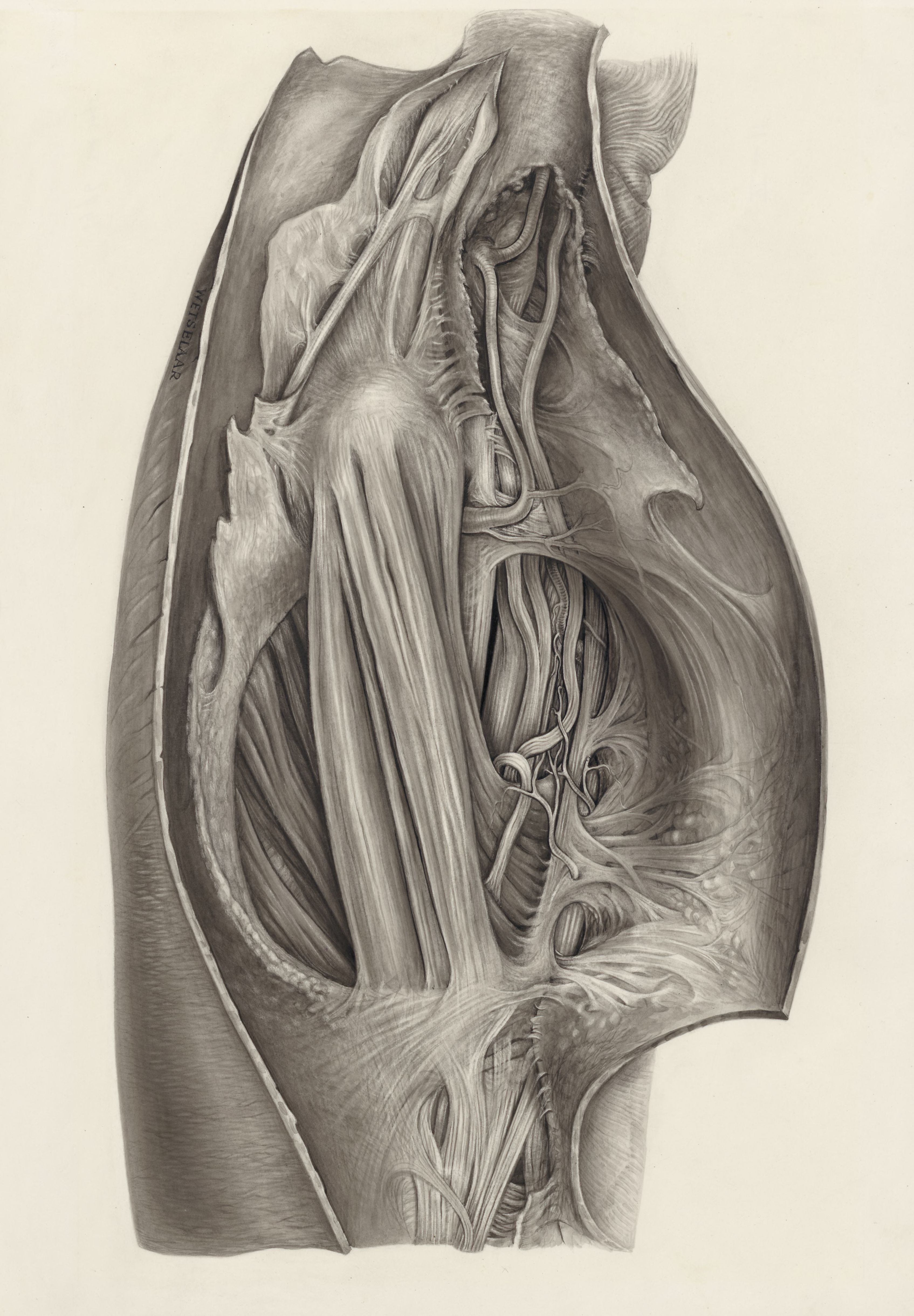 Muscular tissue of a mammal's finger