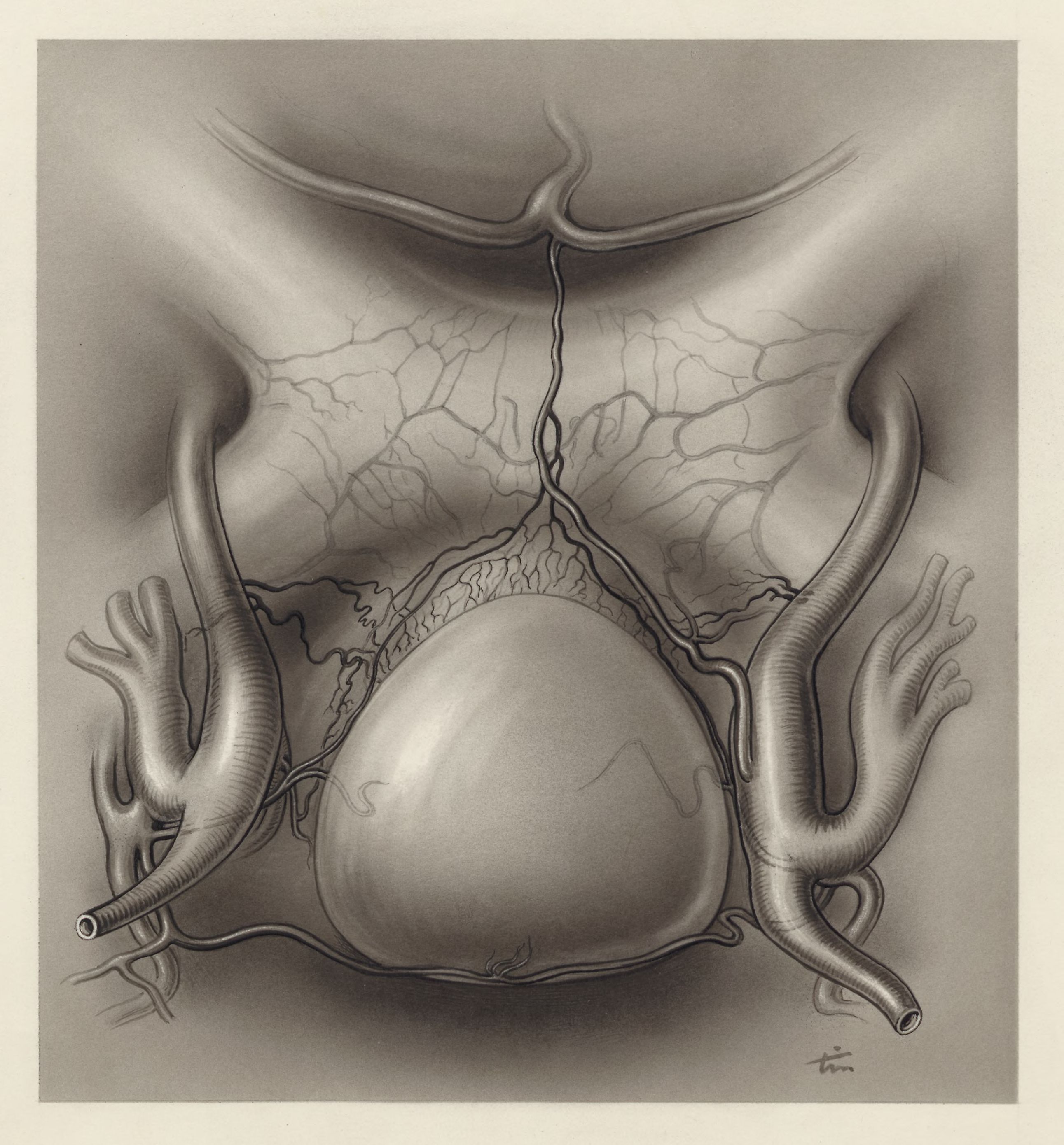 Circulatory system of the throat