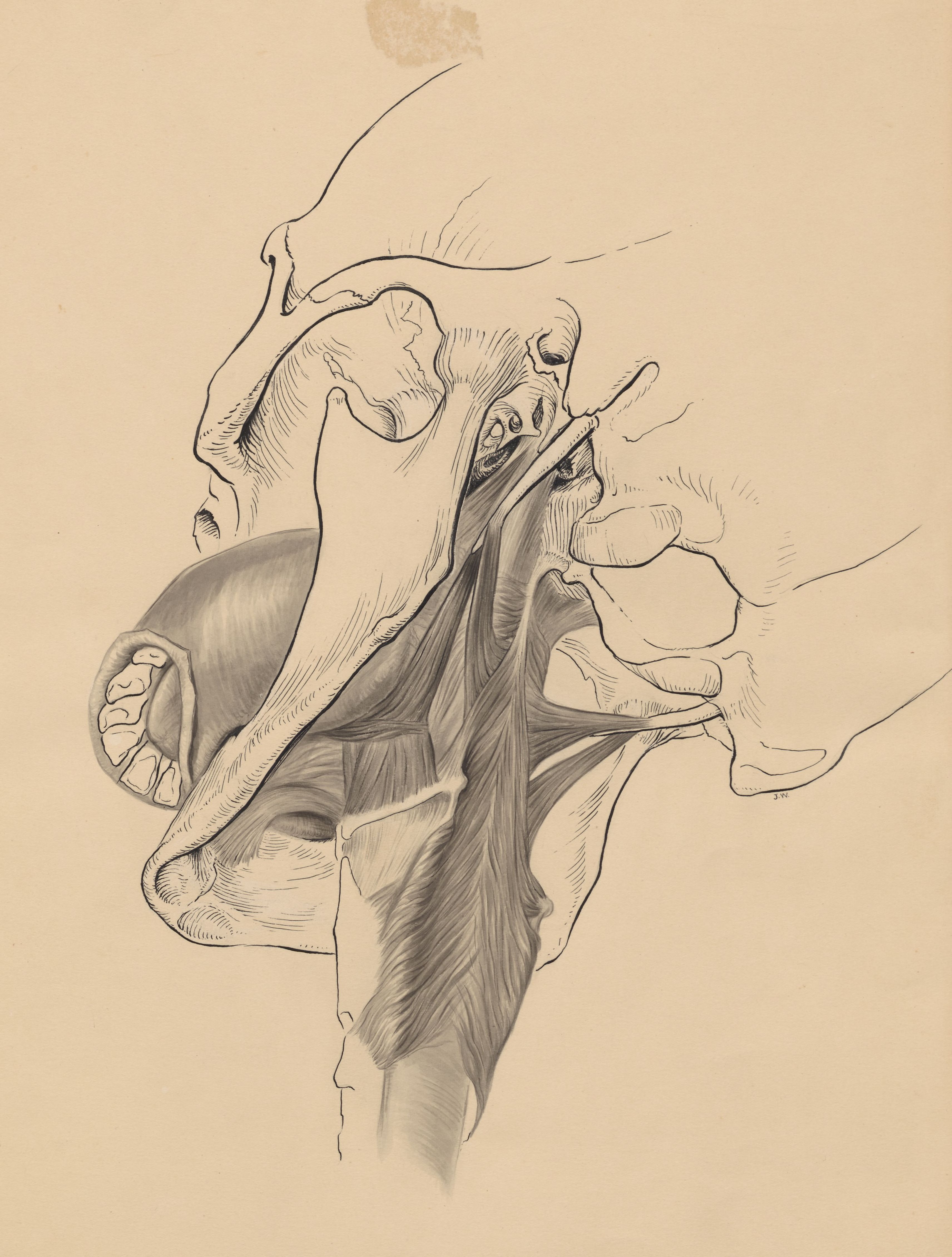 Musculoskeletal system of the throat/neck