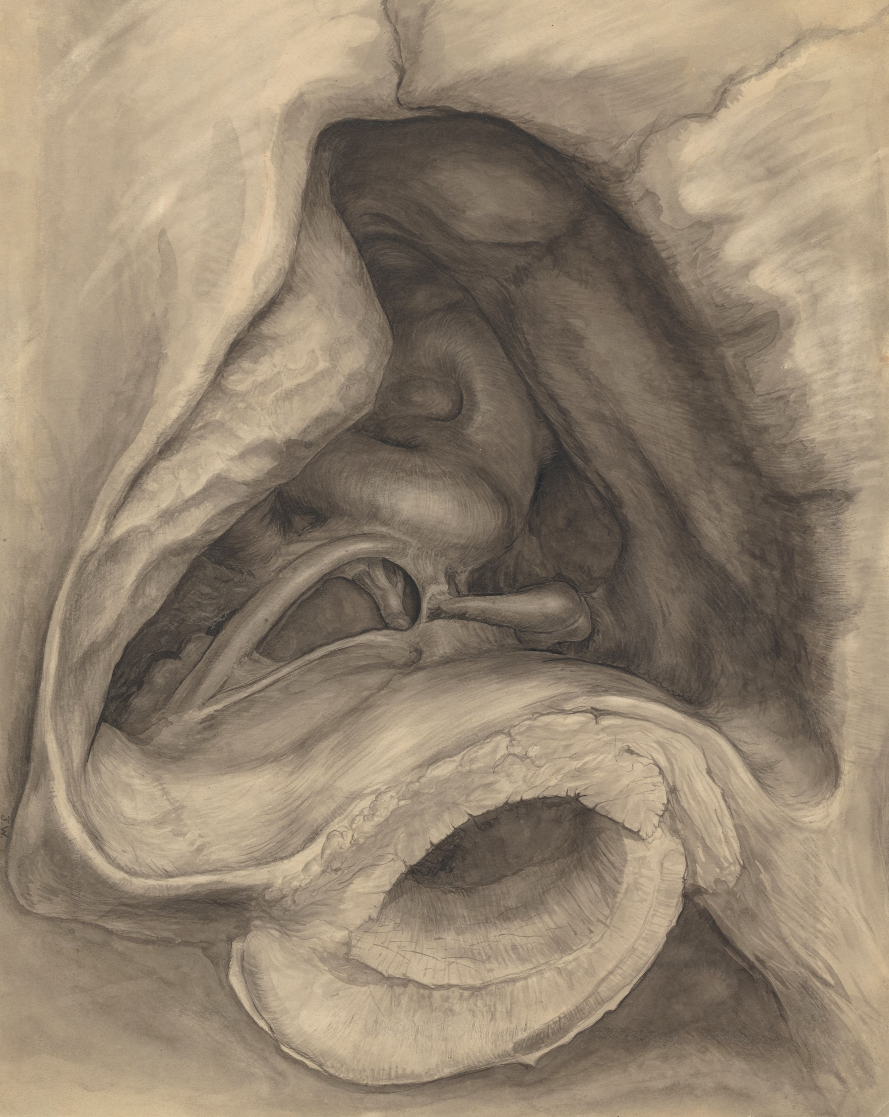 Throat seen from below