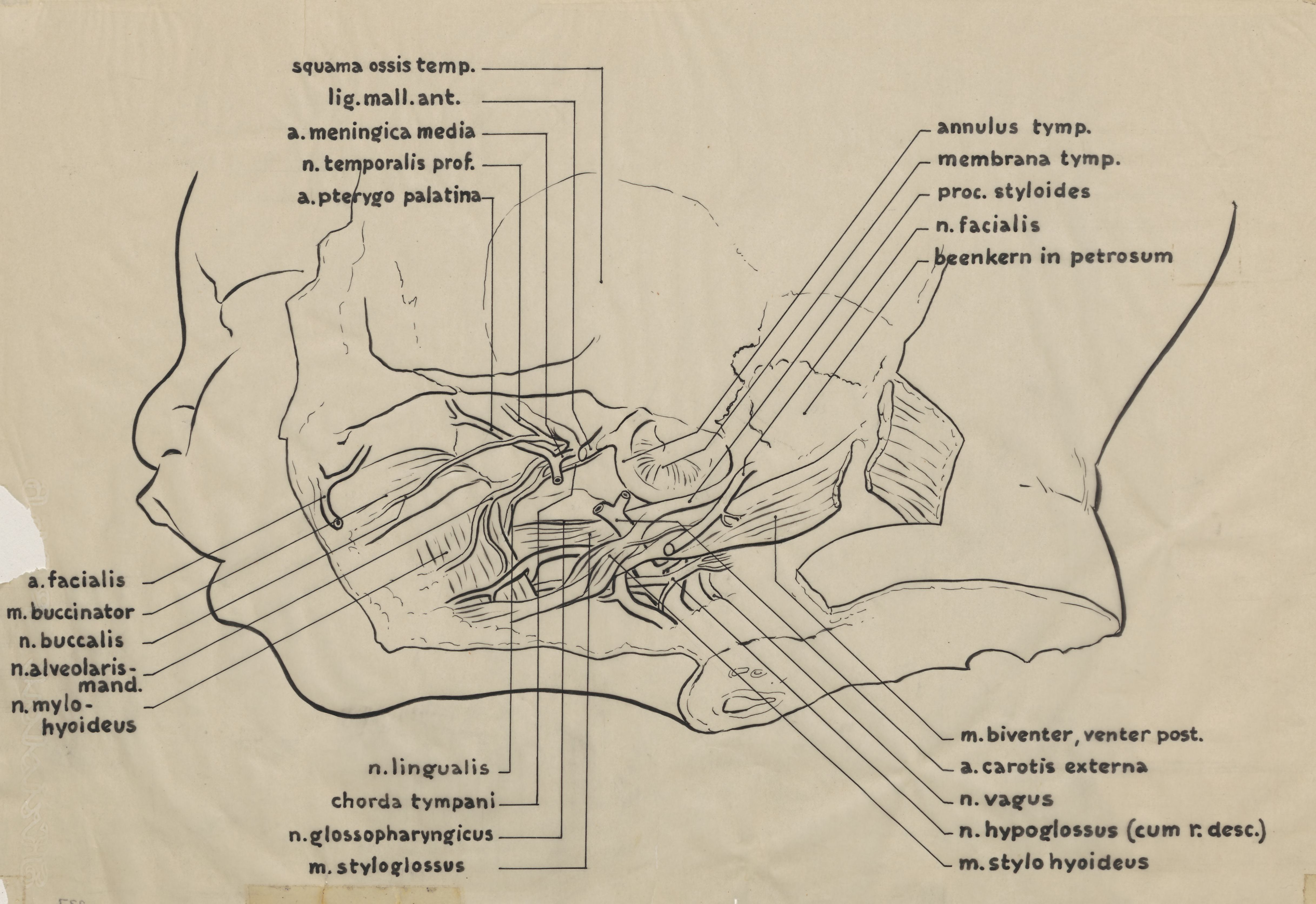 Vascular system of an infants head