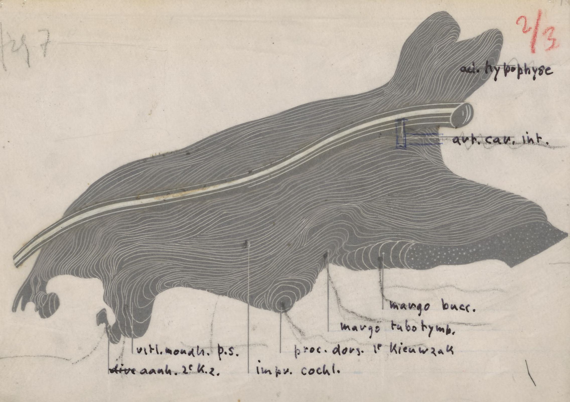 Part of the respiratory or digestive system