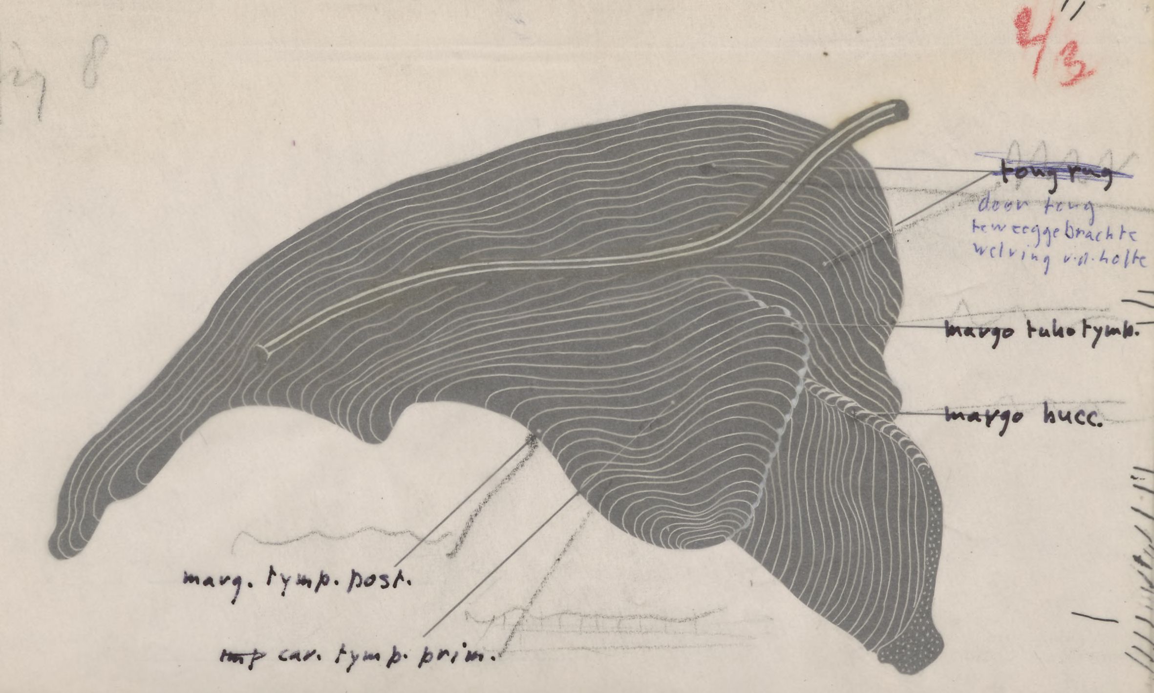 Part of the respiratory or digestive system