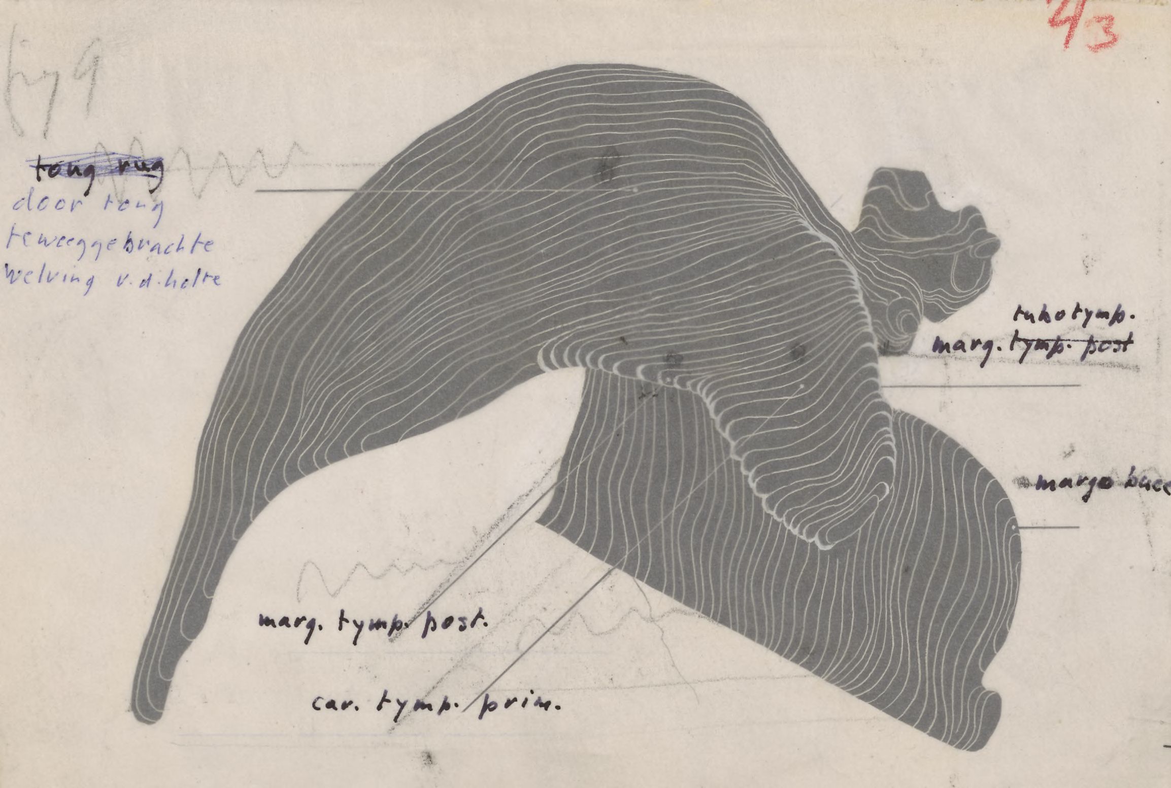 Part of the respiratory or digestive system
