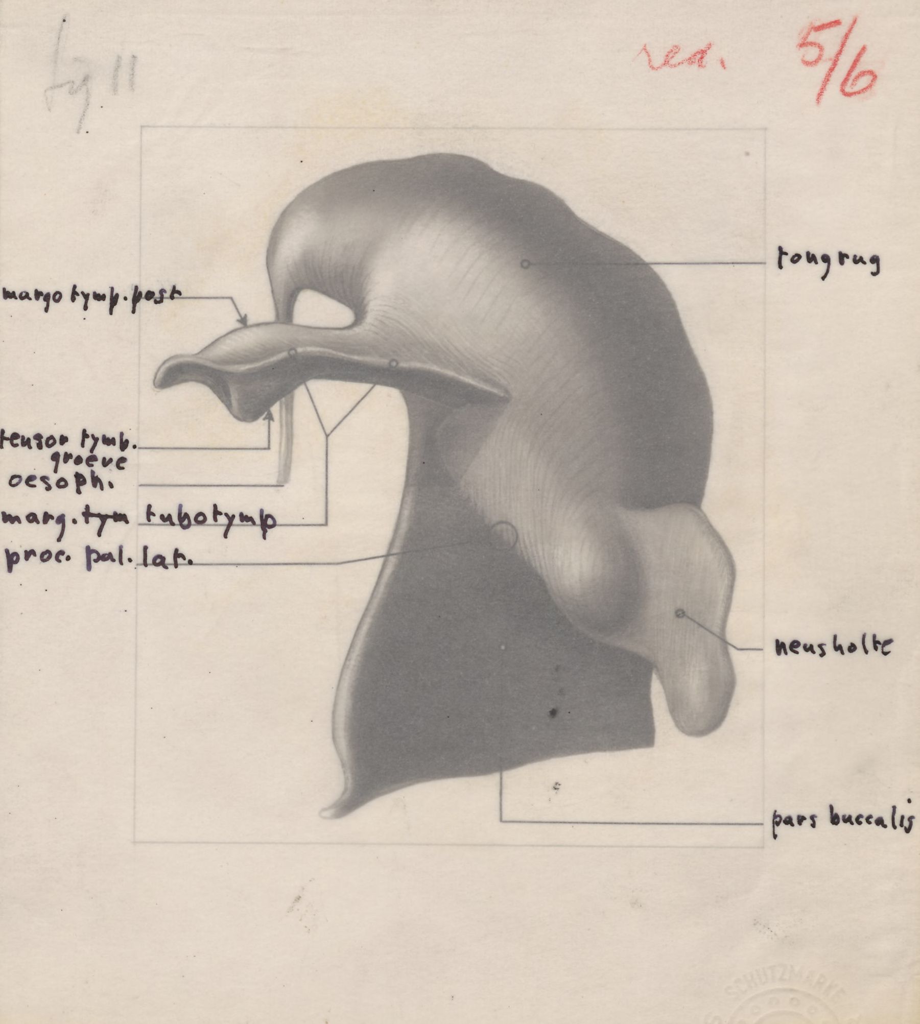 Part of the respiratory or digestive system
