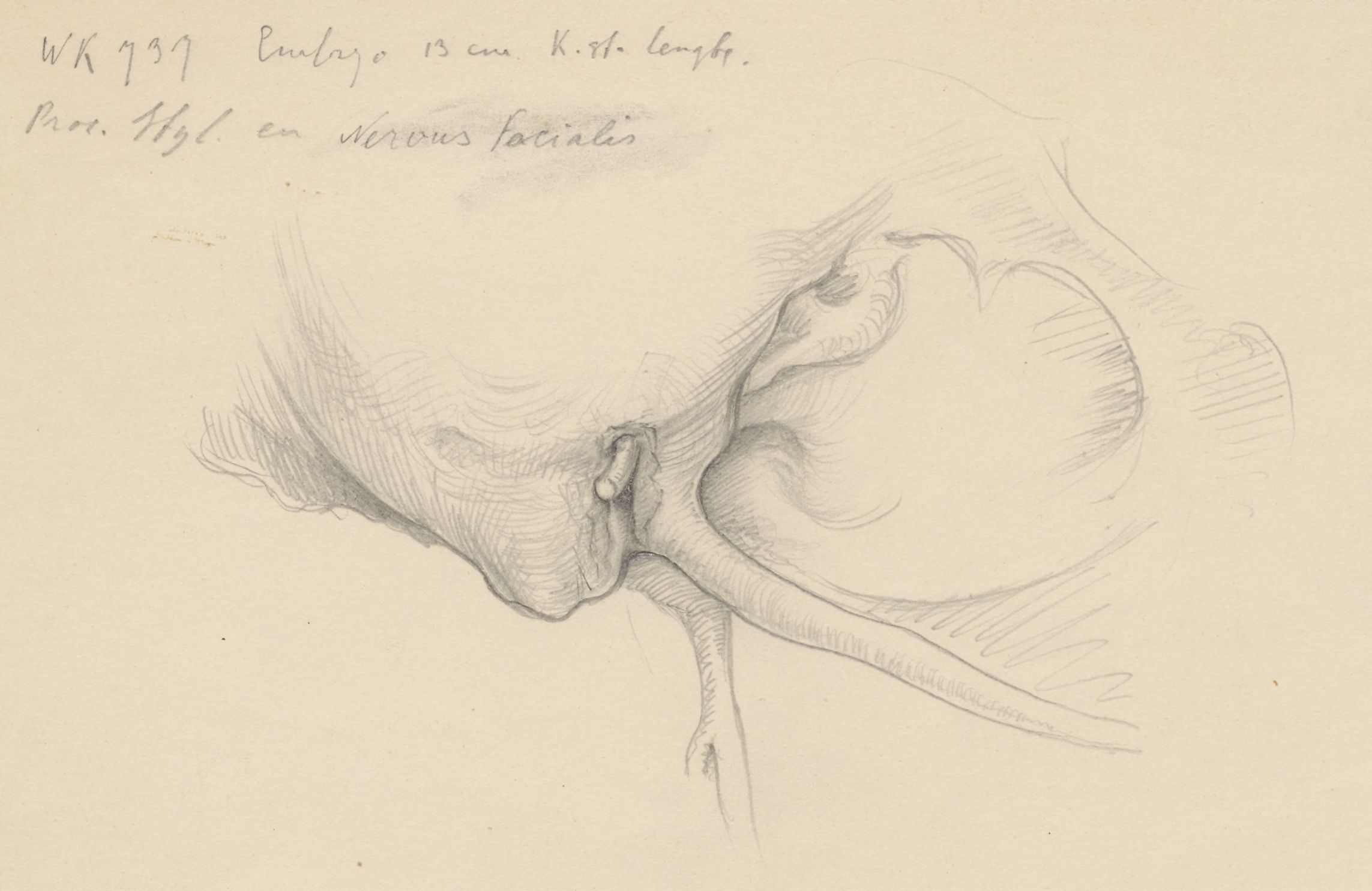 Tissue/organs of the throat or neck