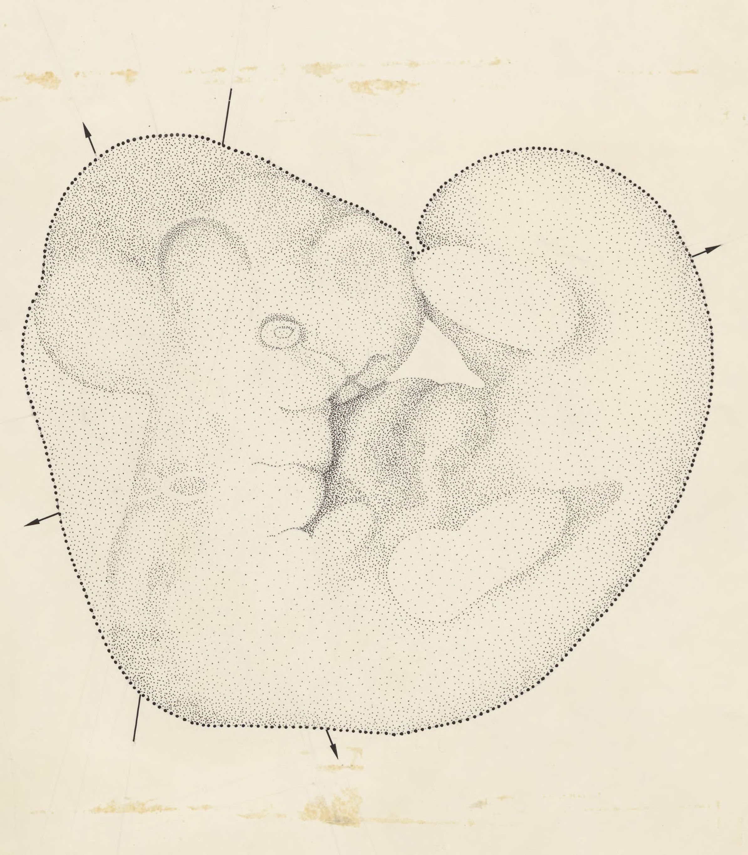 Embryo