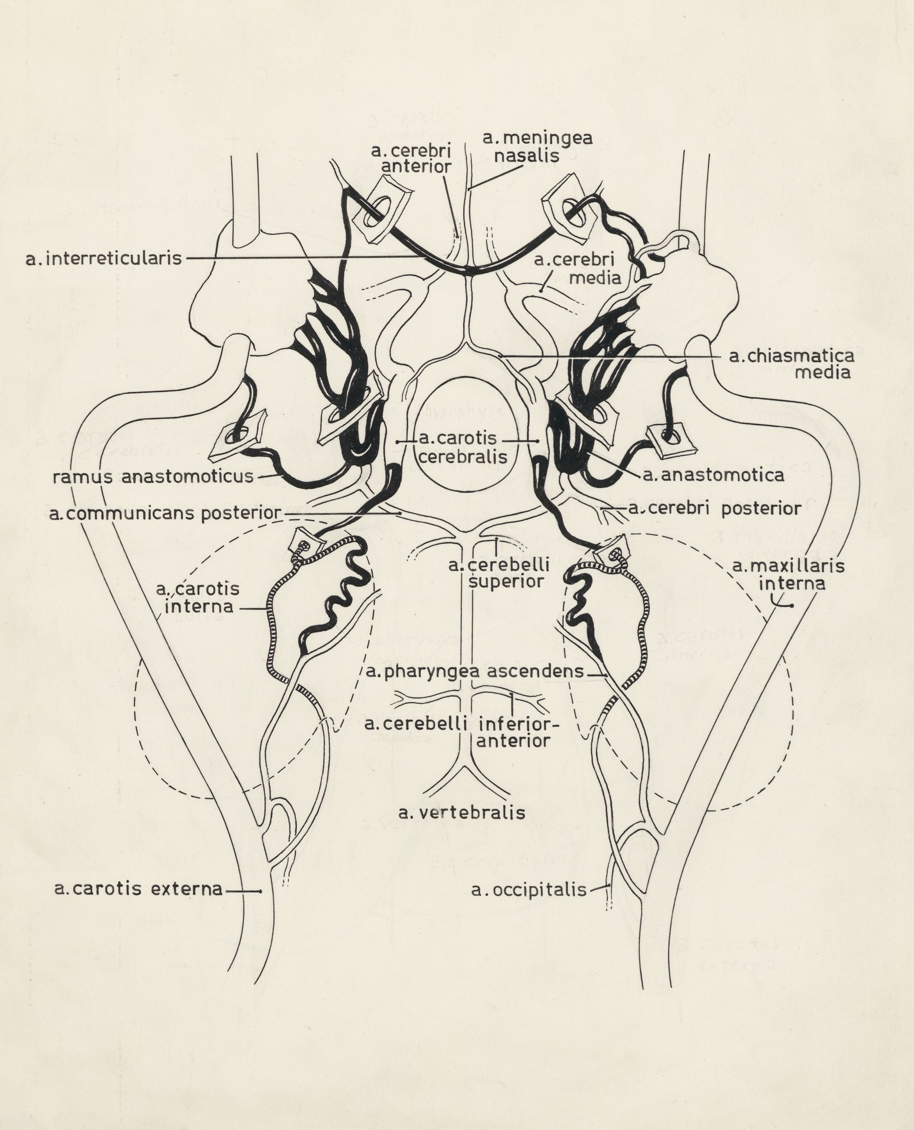 Schematic representation of the nervous system of the neck and/or head