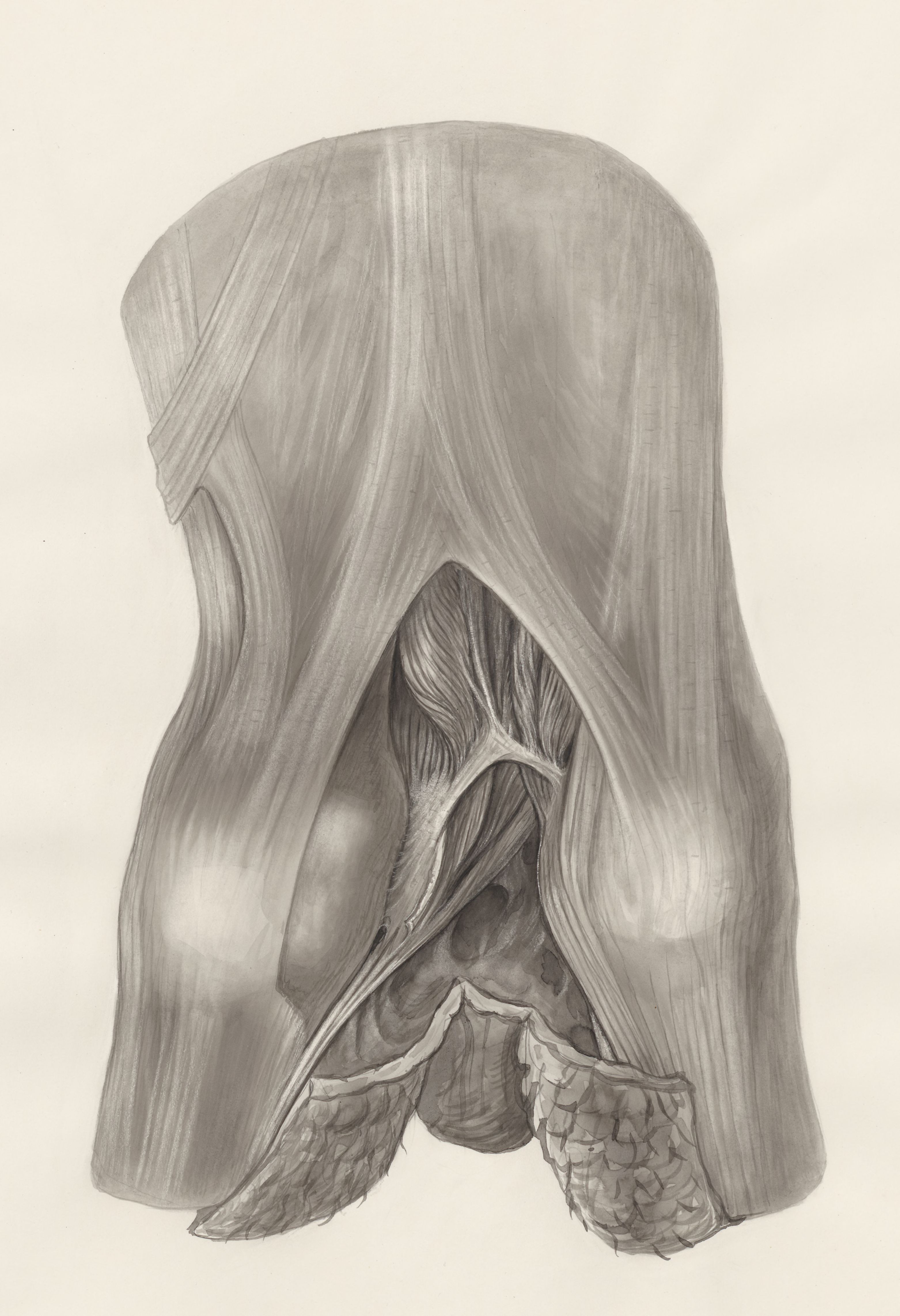 Muscular tissue of a mammal's finger