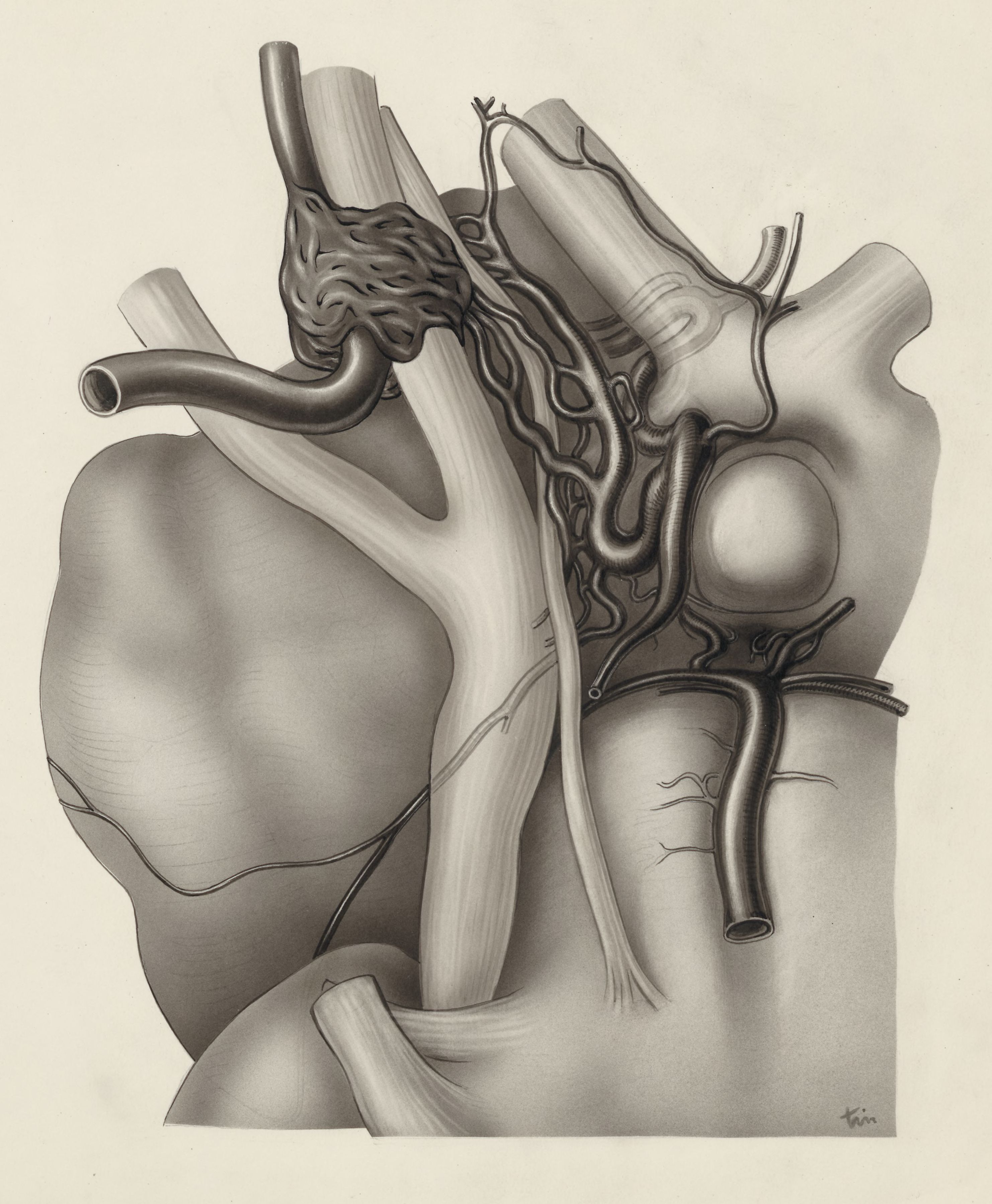 Circulatory system of the head