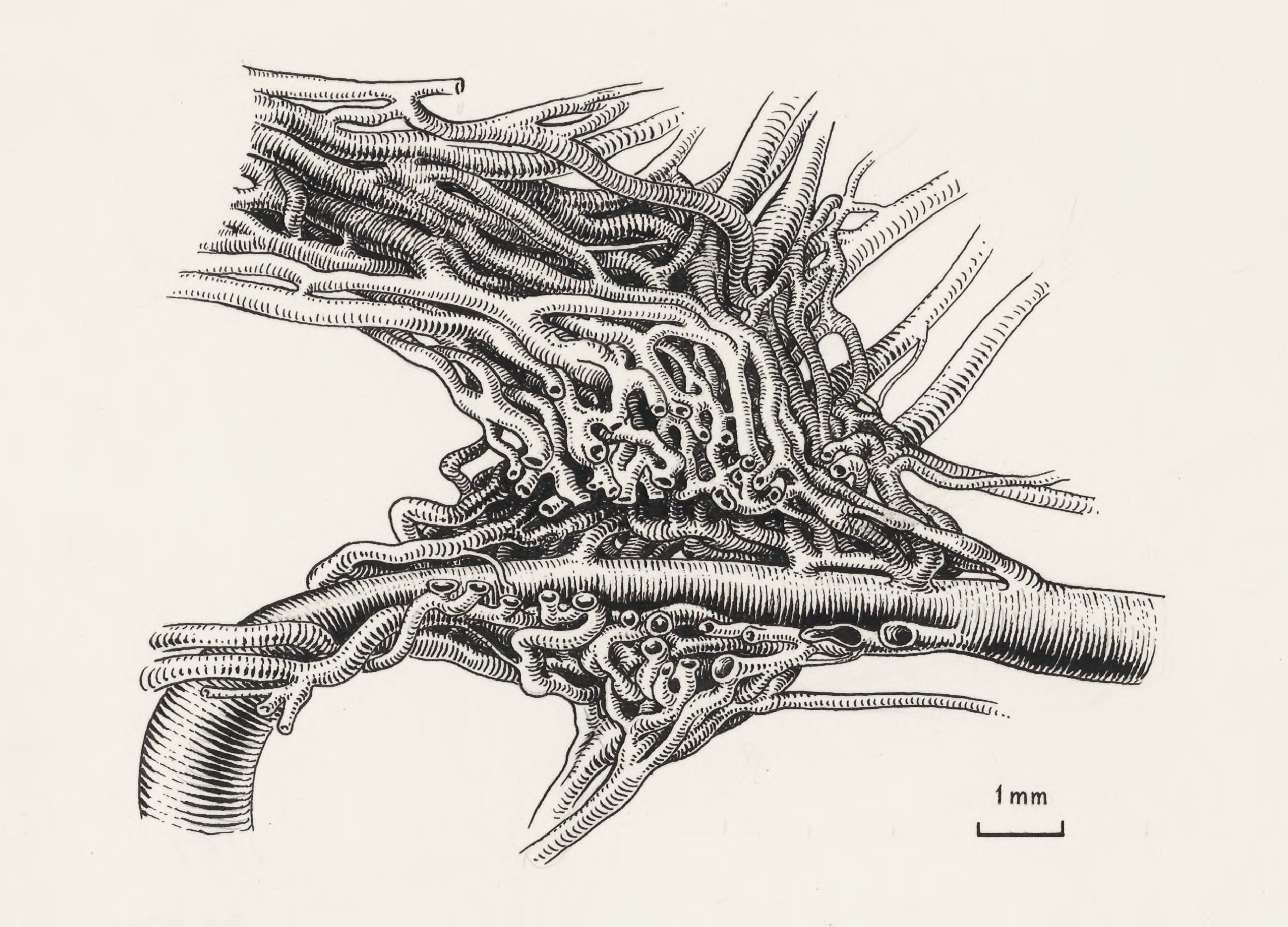 Circulatory system of the head