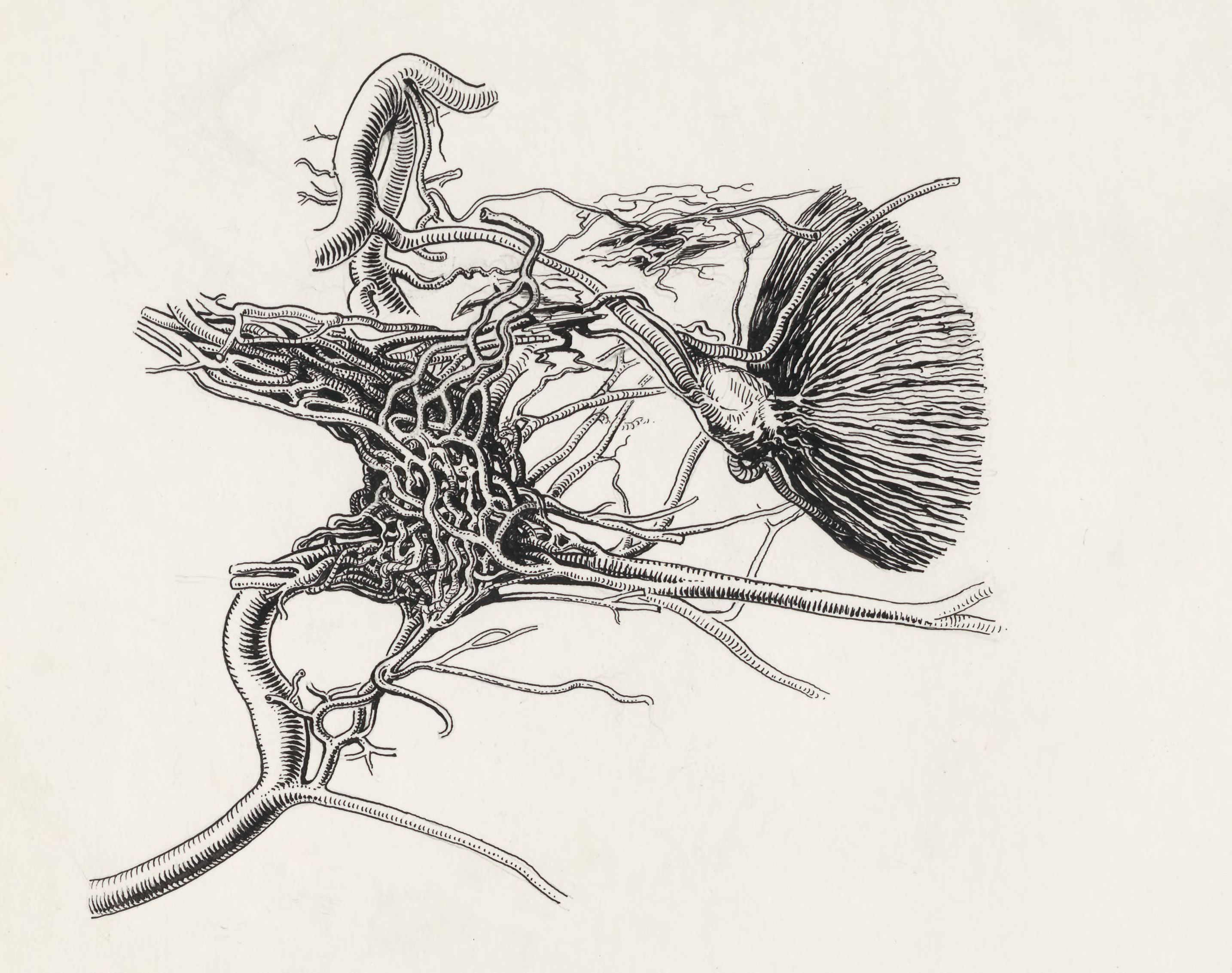 Circulatory system of the head