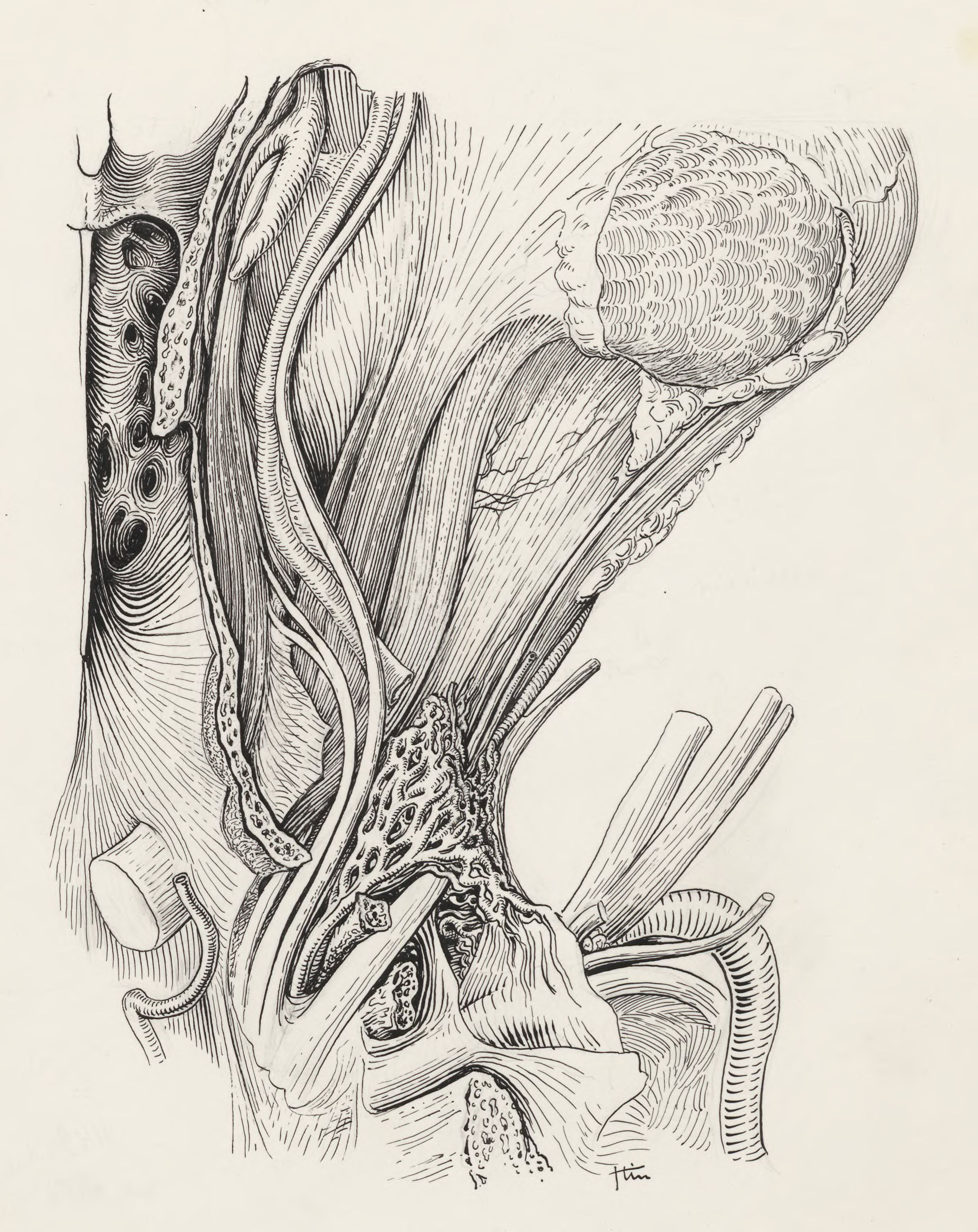 Circulatory system of the head