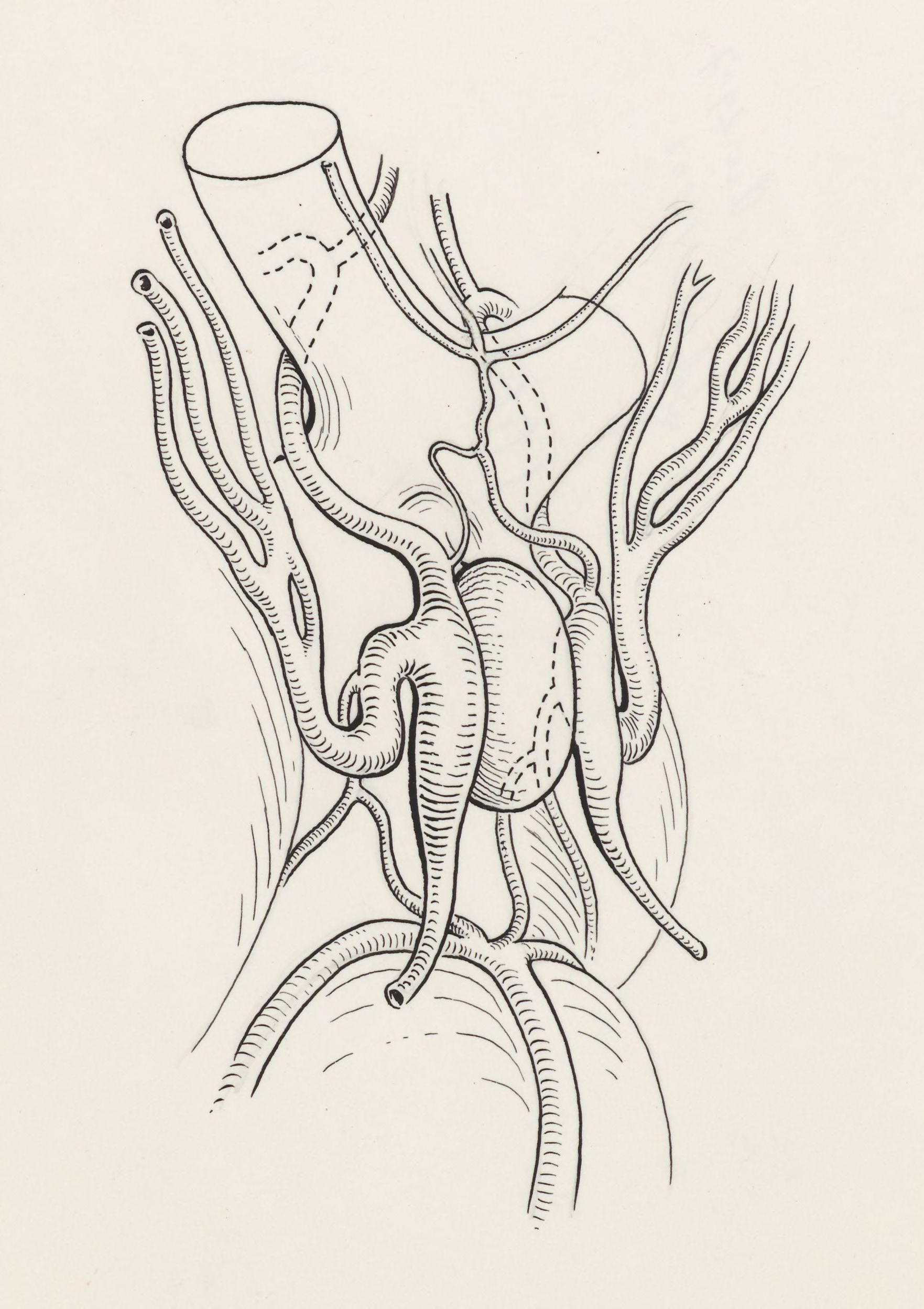 Circulatory system of the head