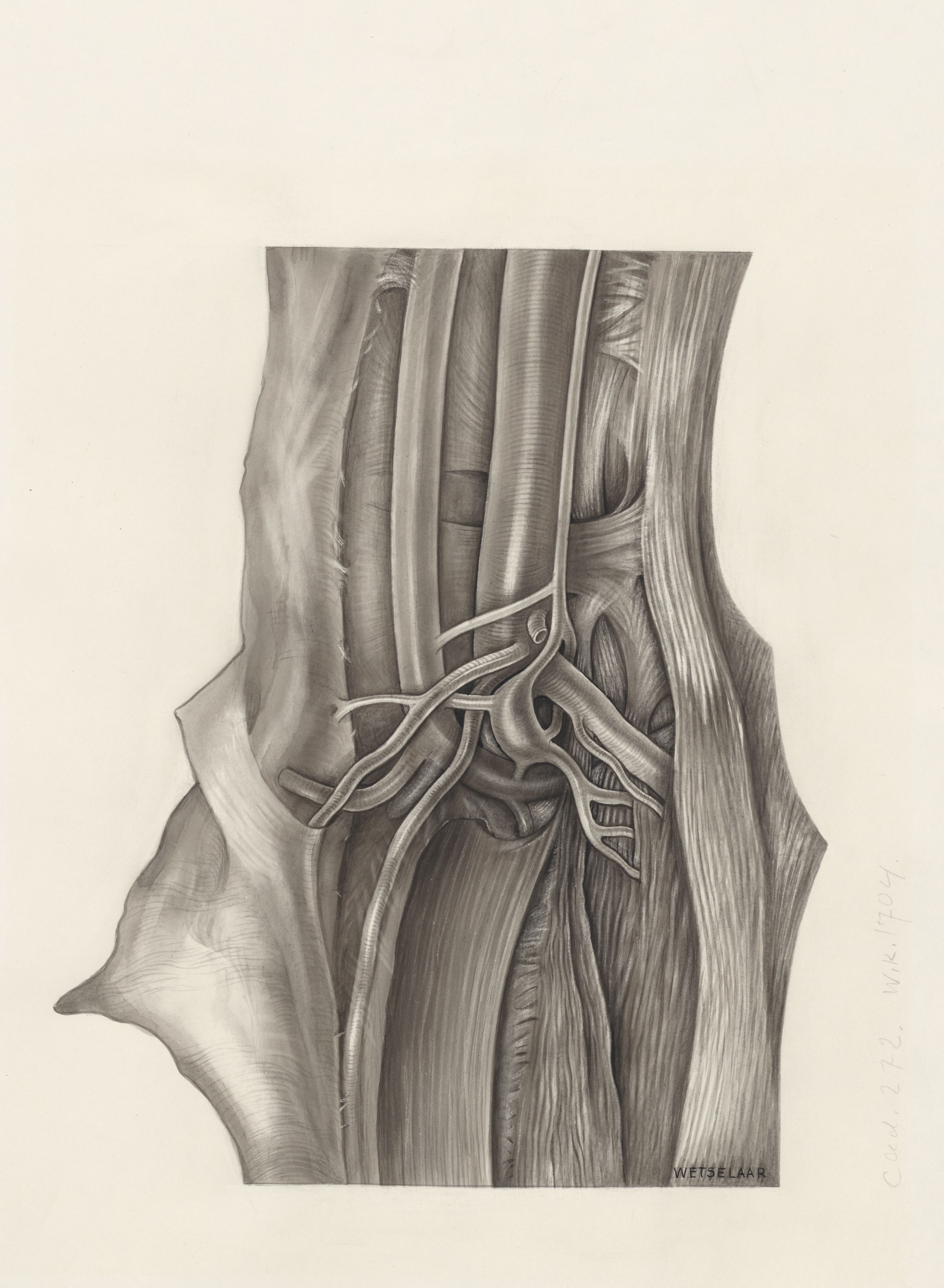 Muscular tissue of a mammal's finger