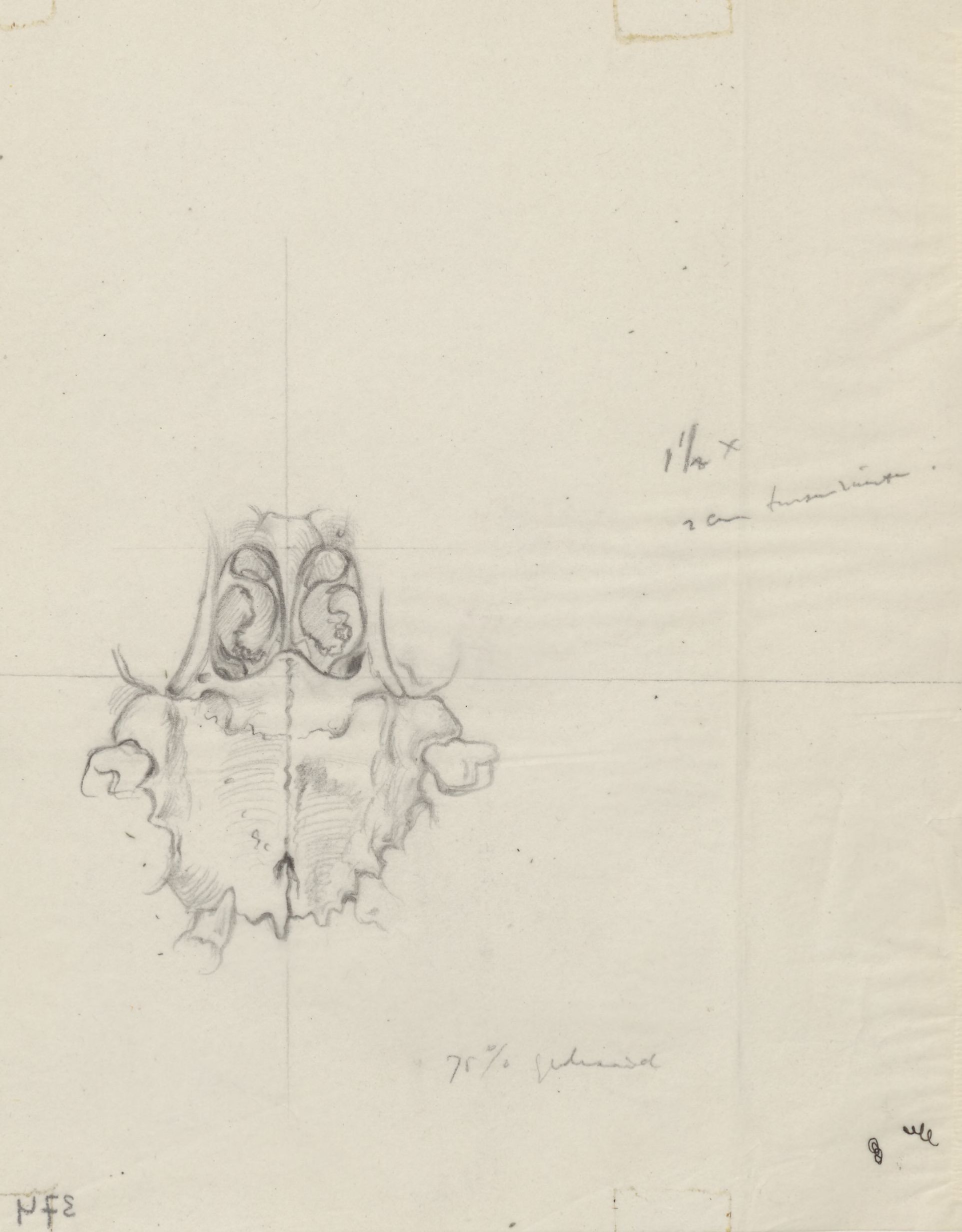 Sketch of the respiratory system seen from below