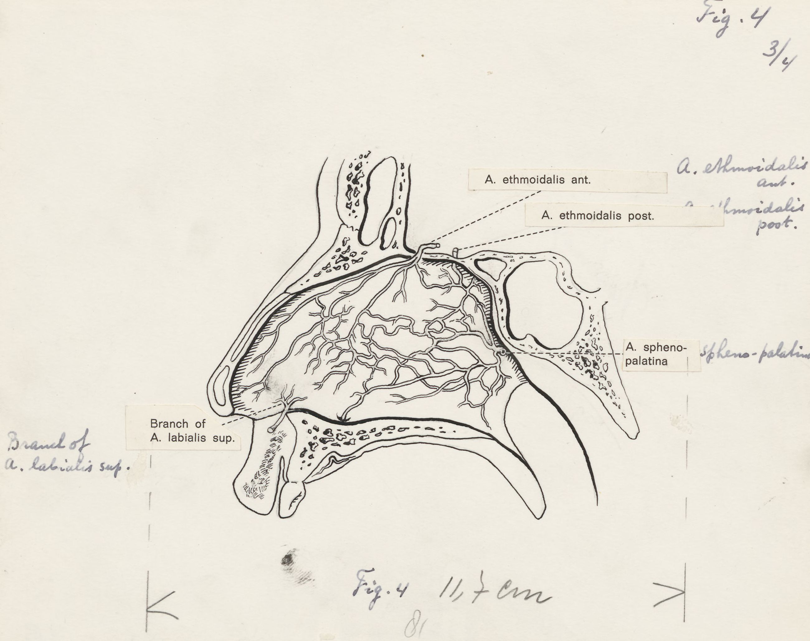 Central nervous system of the head