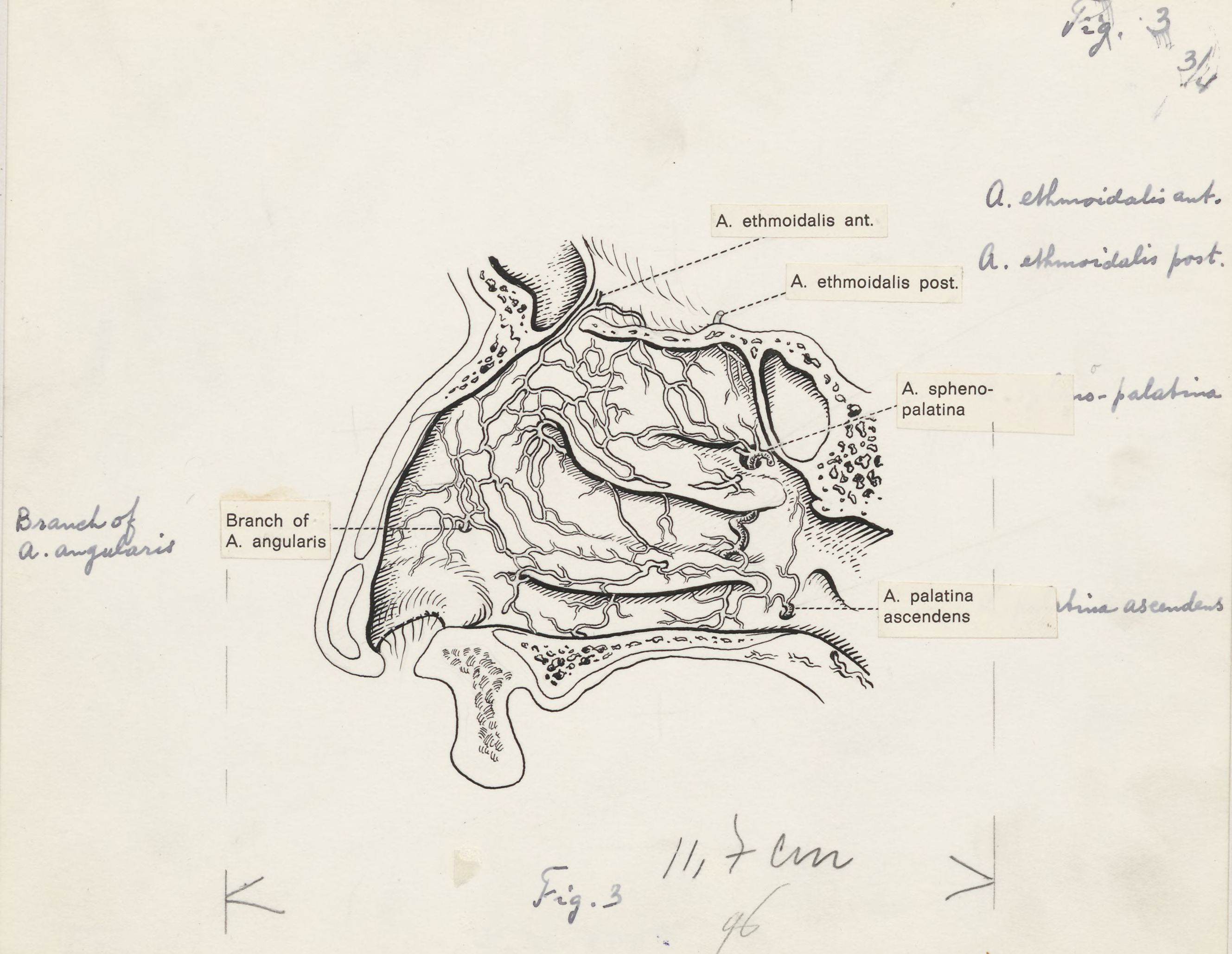 Central nervous system of the head