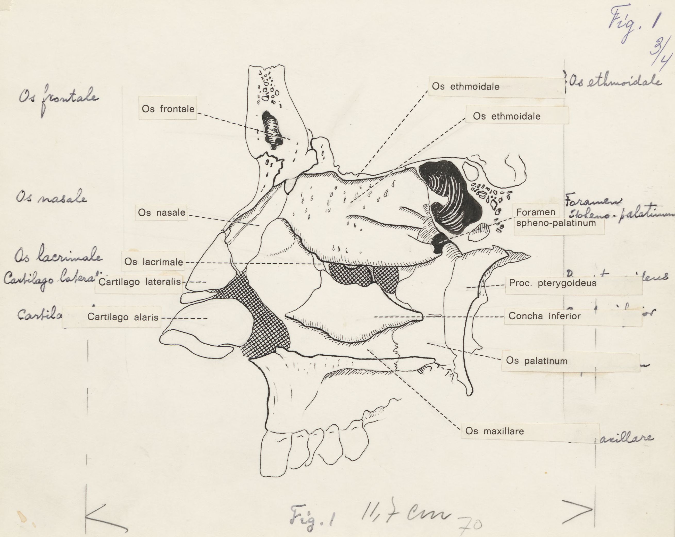Central nervous system of the head