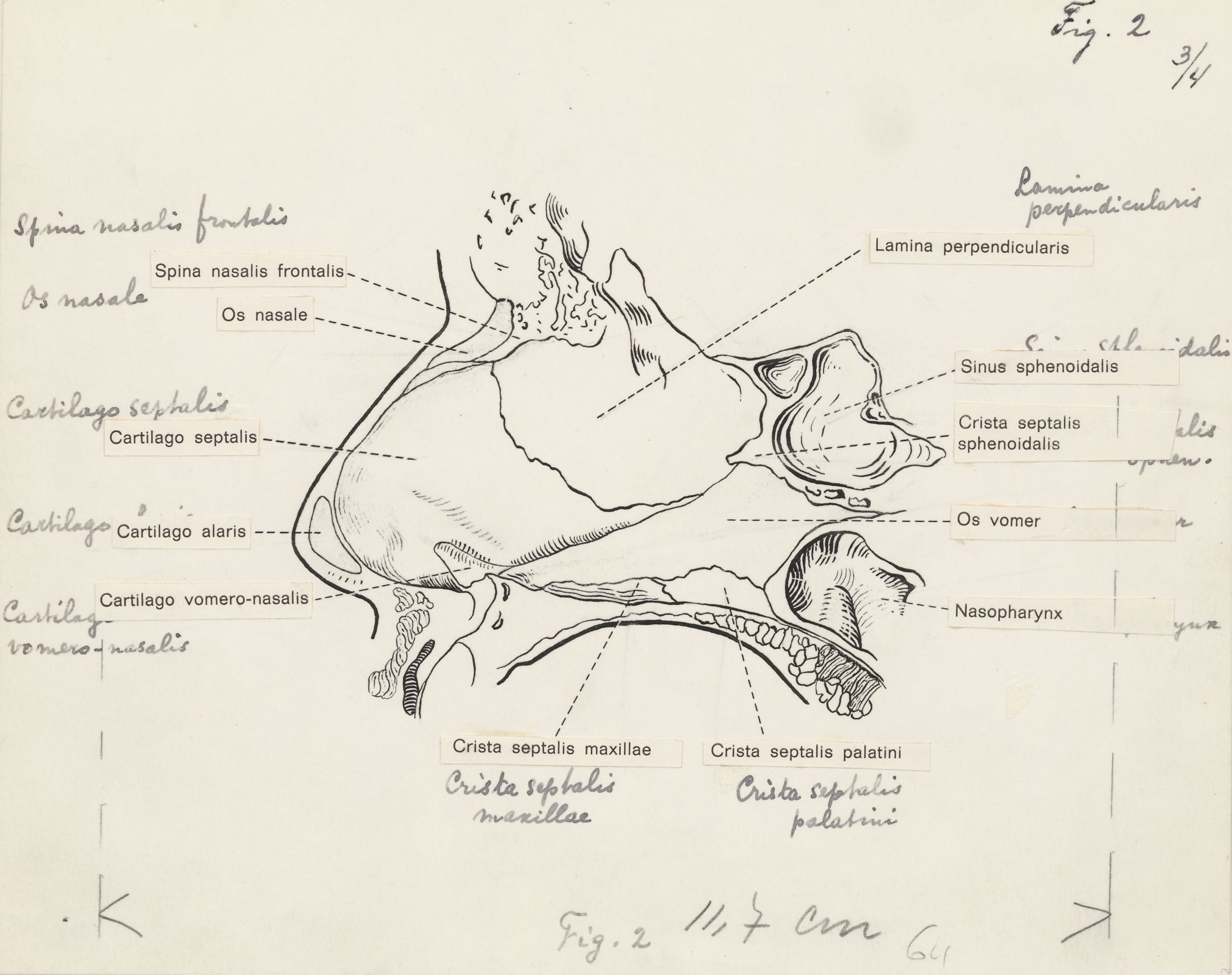 Central nervous system of the head
