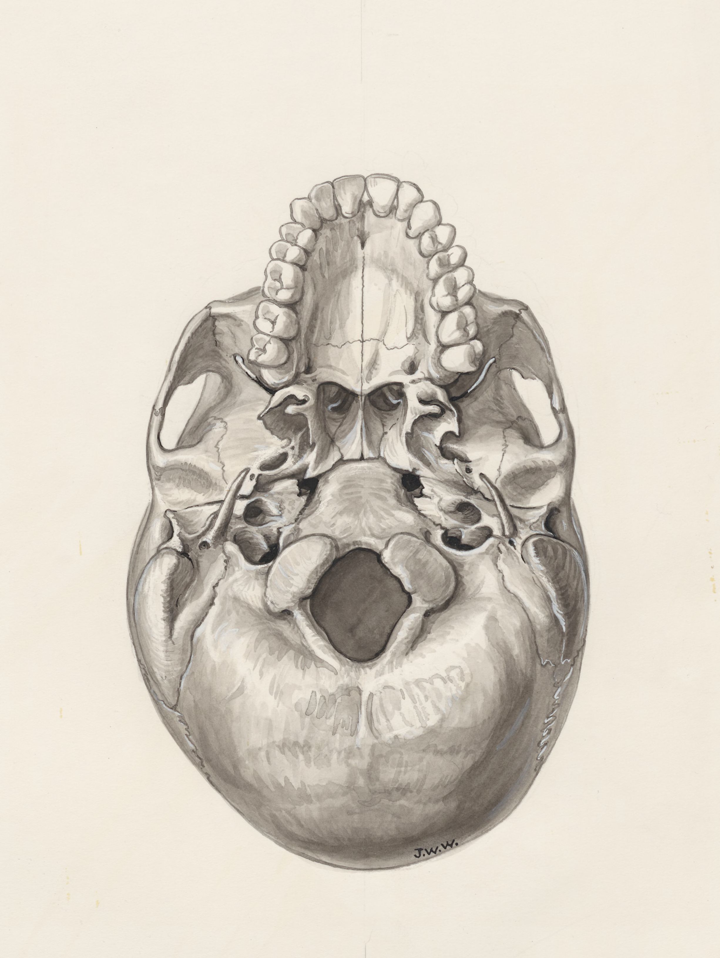 Skull seen from below