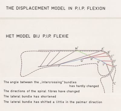 Unknown artist, Schematic representation of the finger