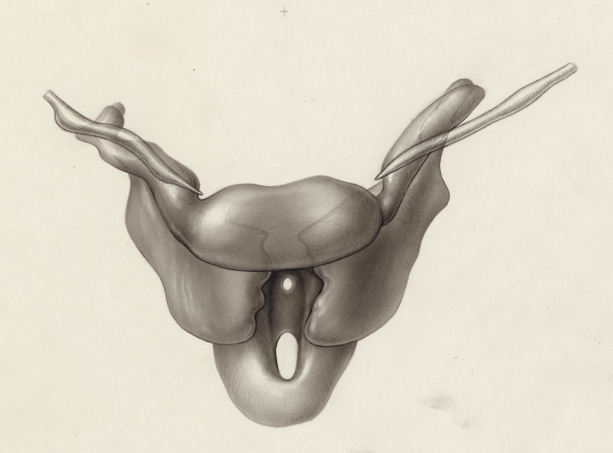 Specimen of the embryological head