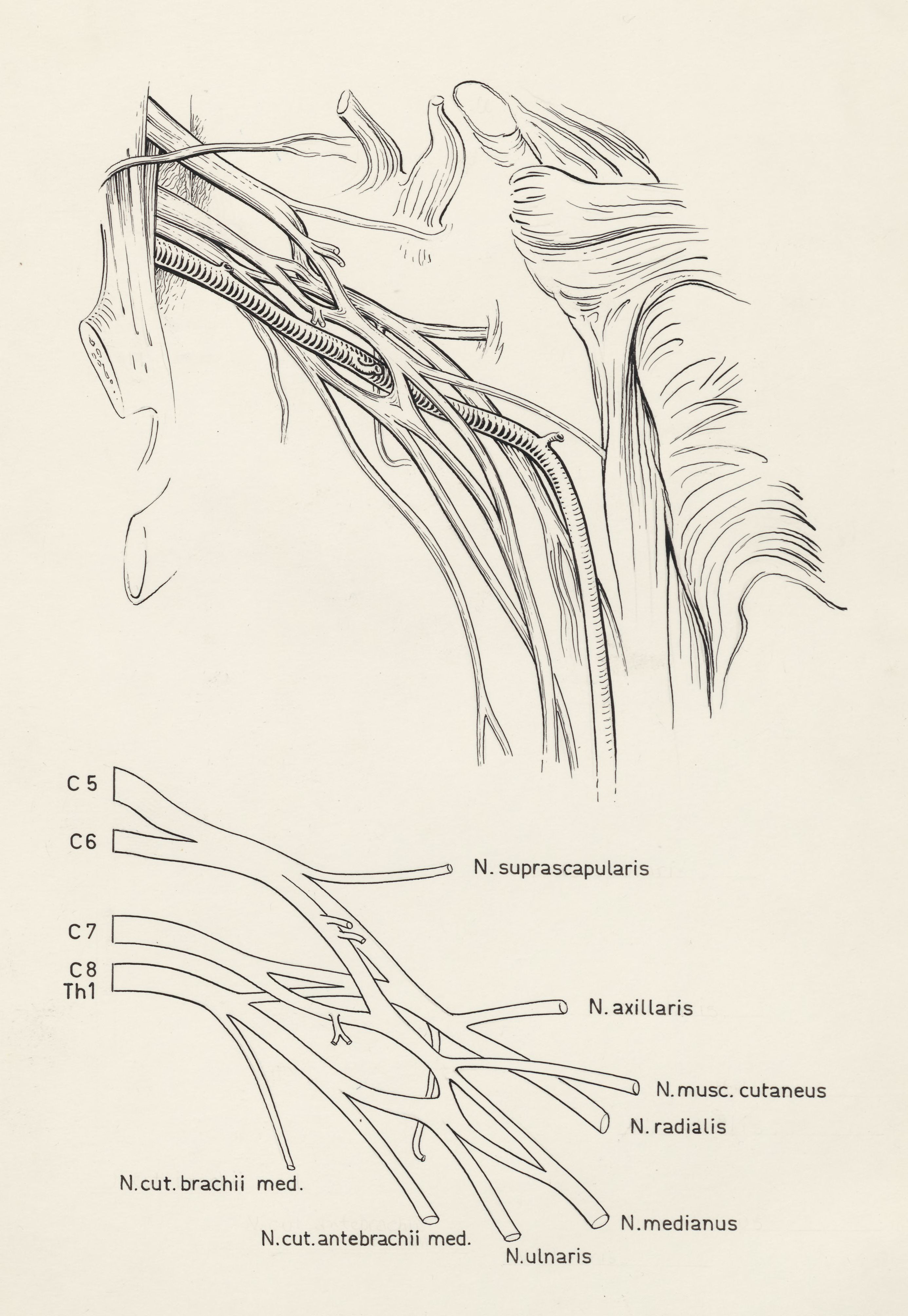 Schematic representation of the peripheral nervous system
