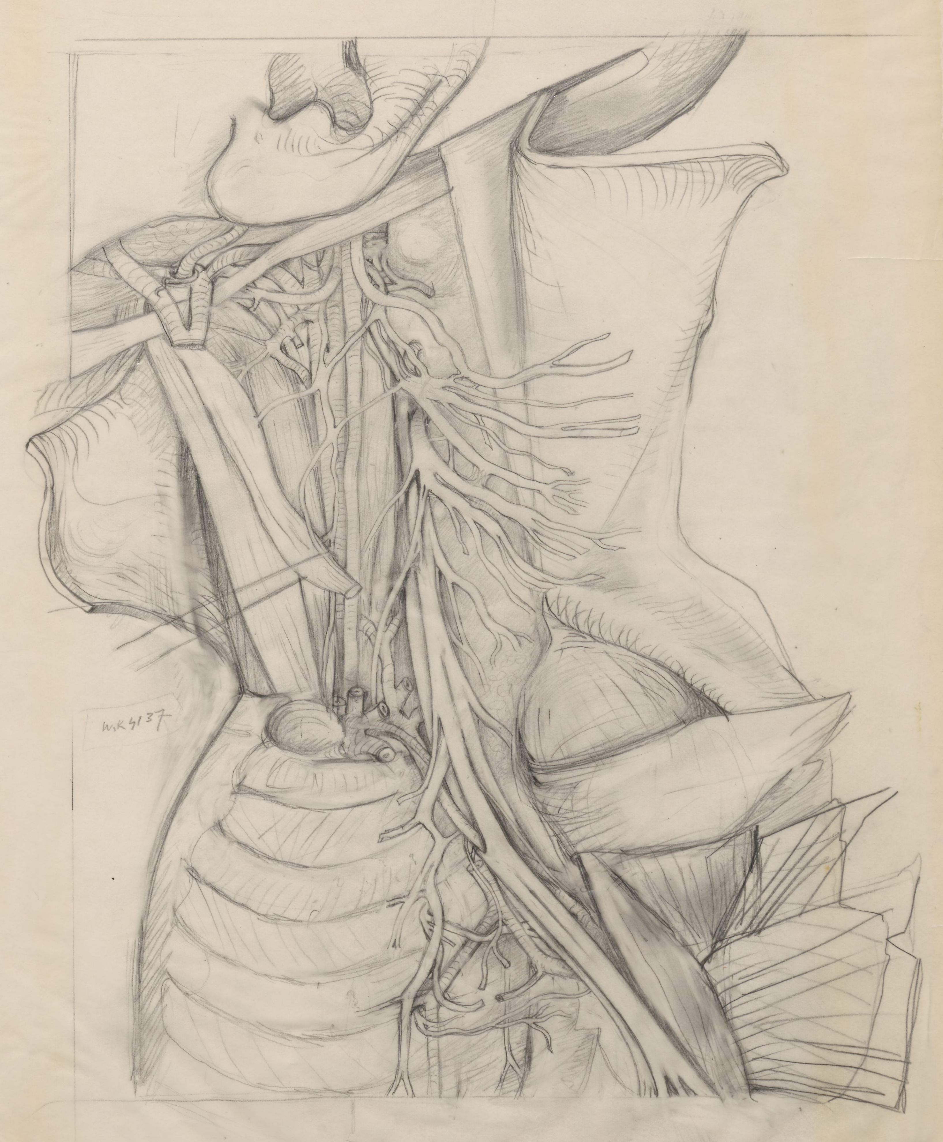 Unidentified human tissue