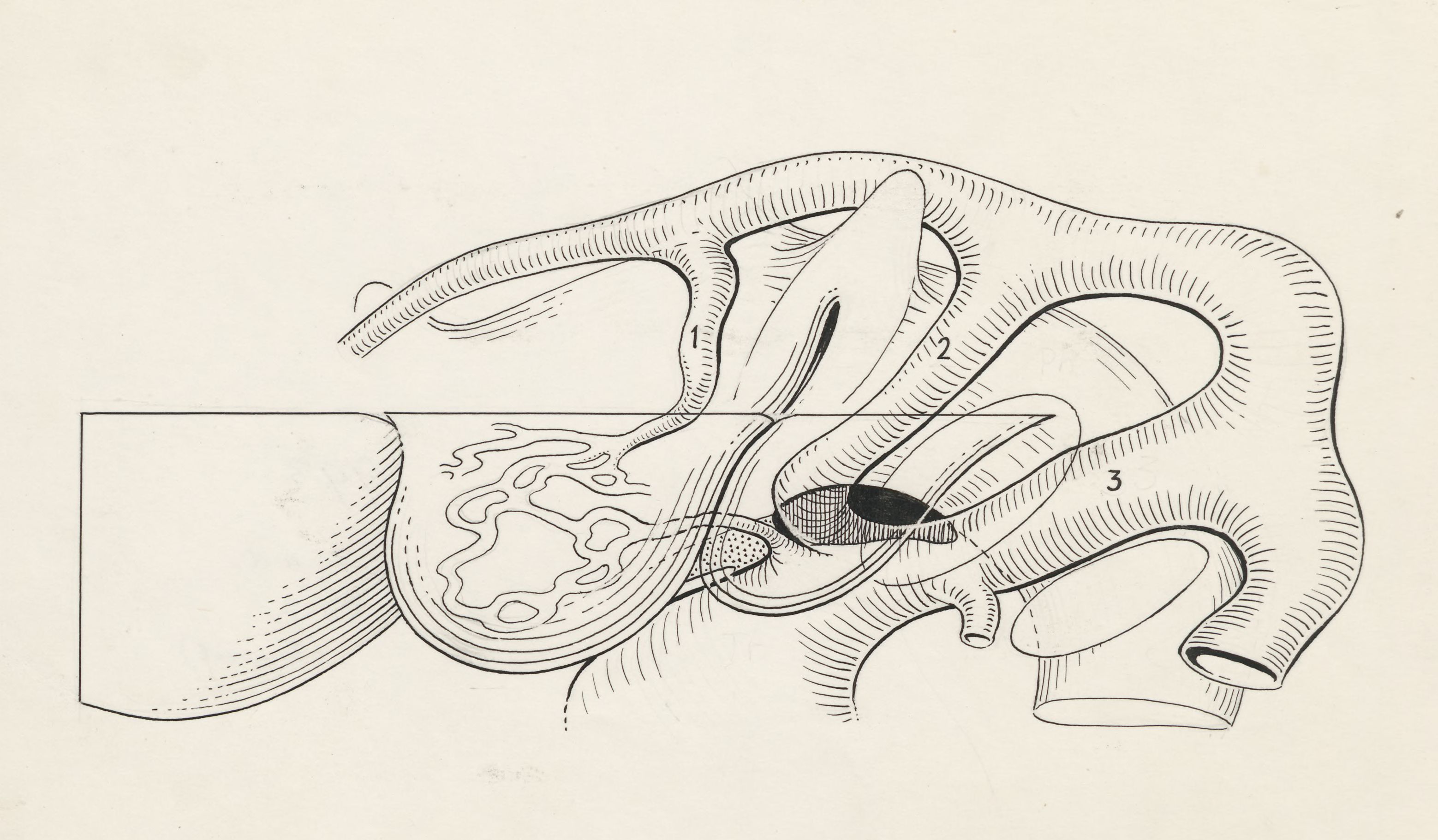 Cardiovascular system