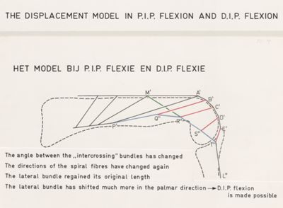 Unknown artist, Schematic representation of the finger