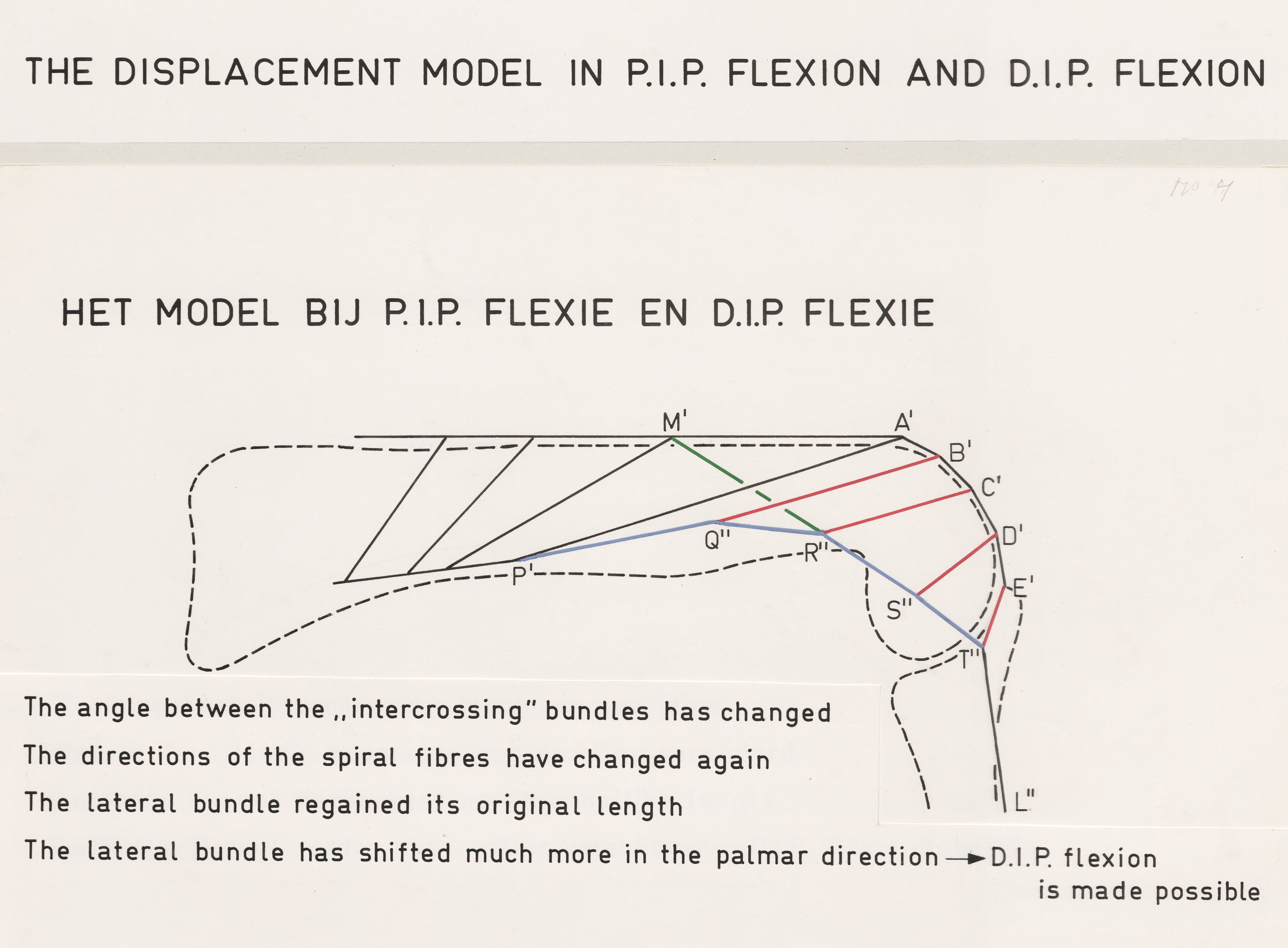Unknown artist, Schematic representation of the finger
