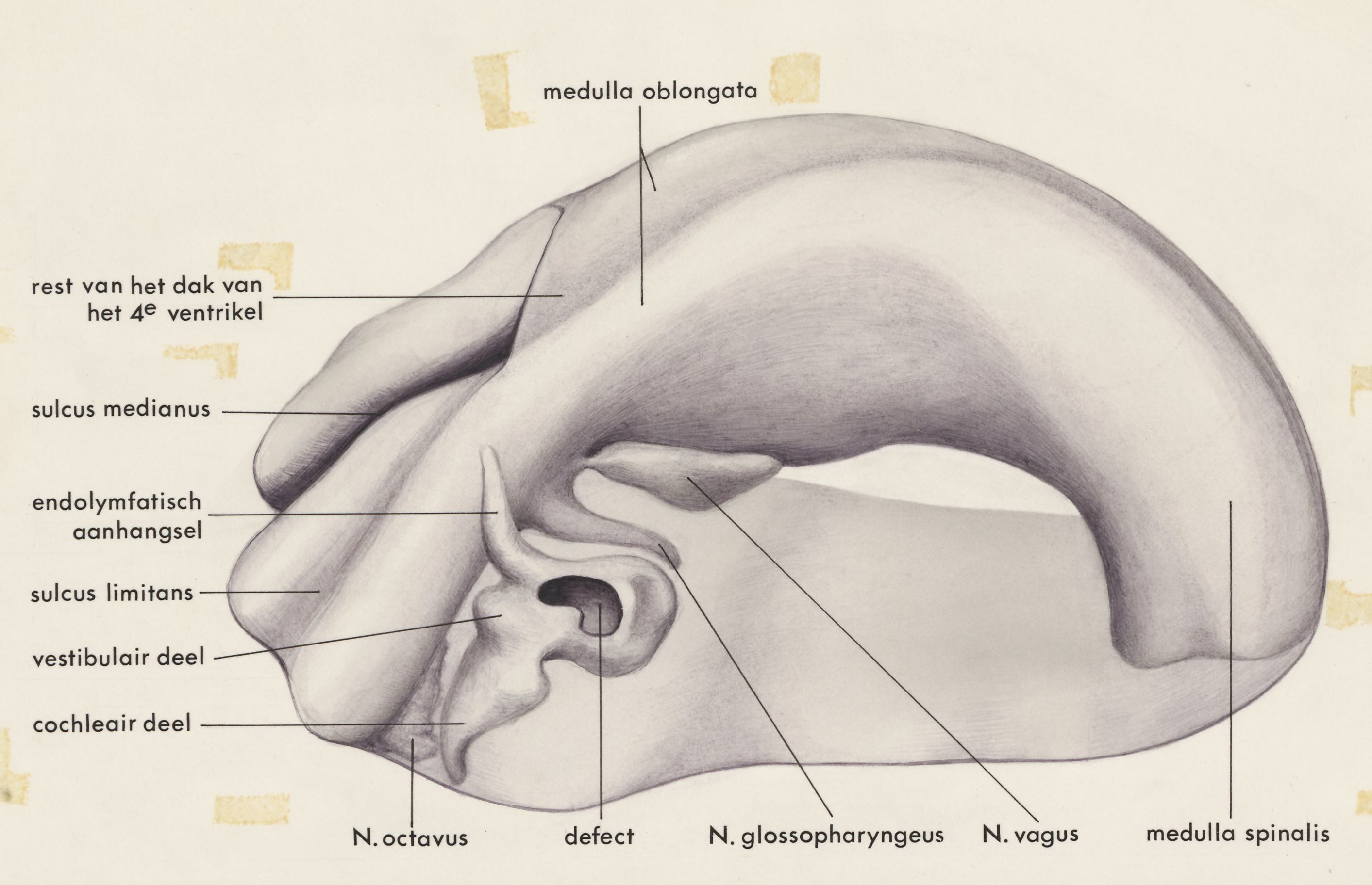 Hearing organ of an embryo