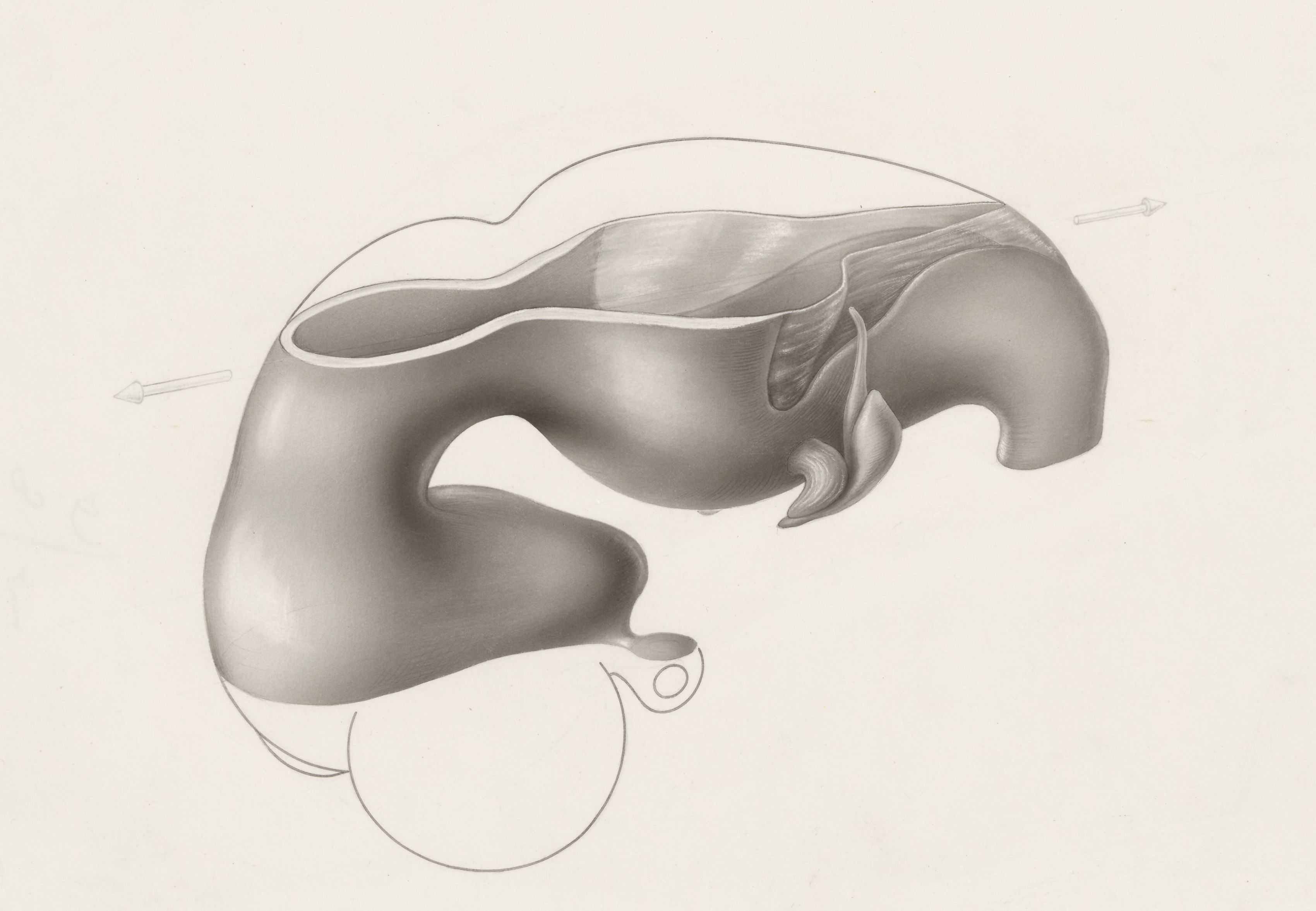 Hearing organ of an embryo