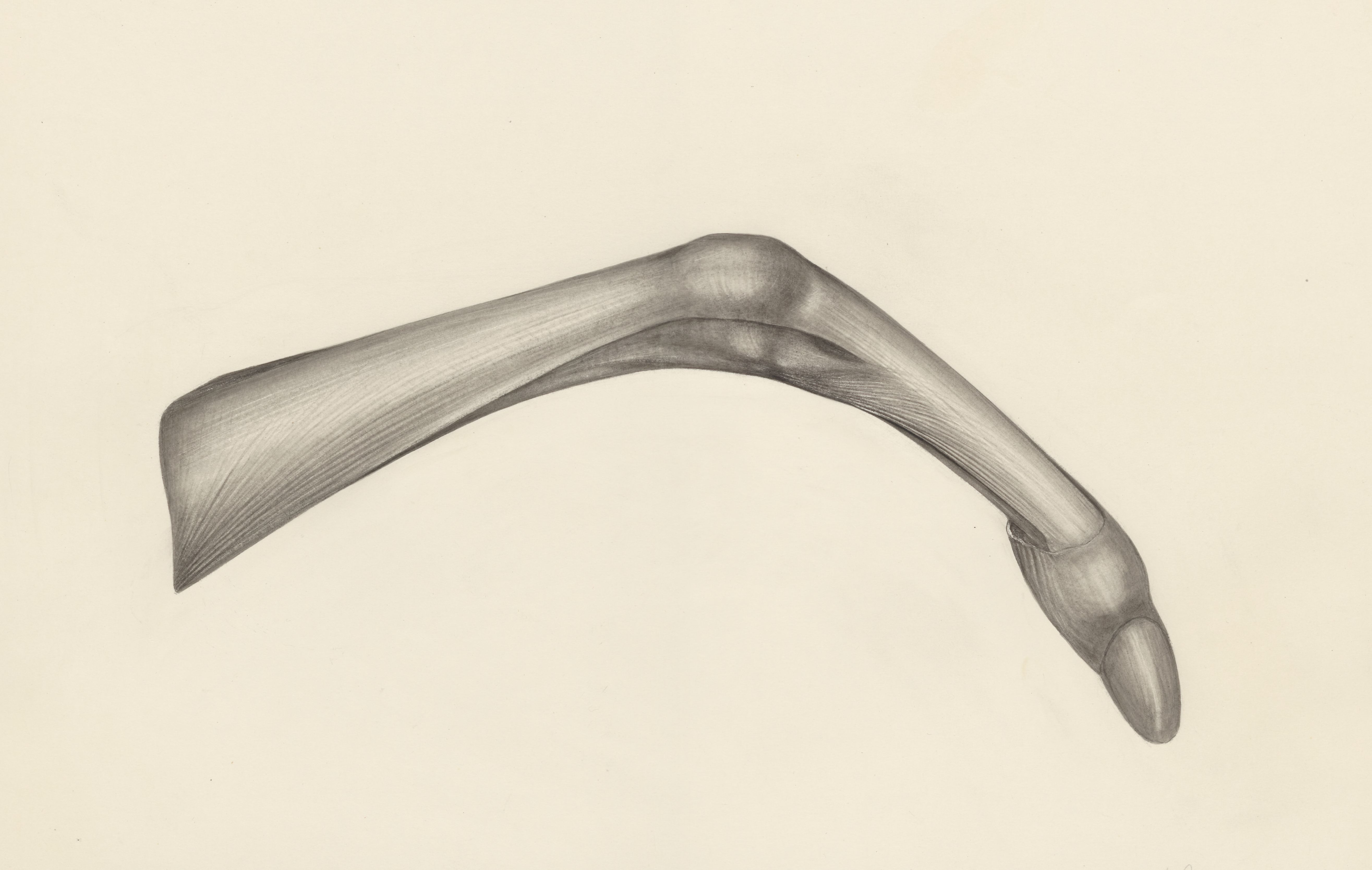 Muscular tissue of a mammal's finger