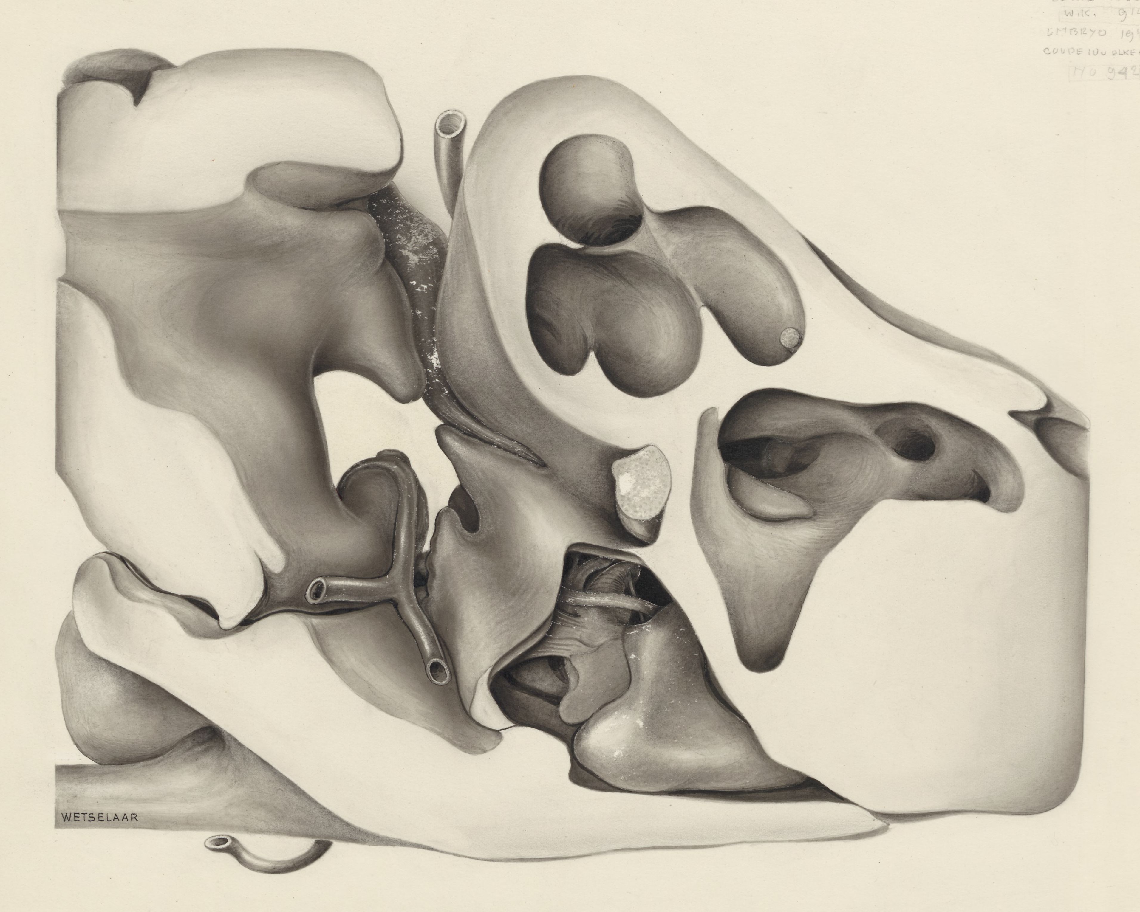 Hearing organ of an embryo