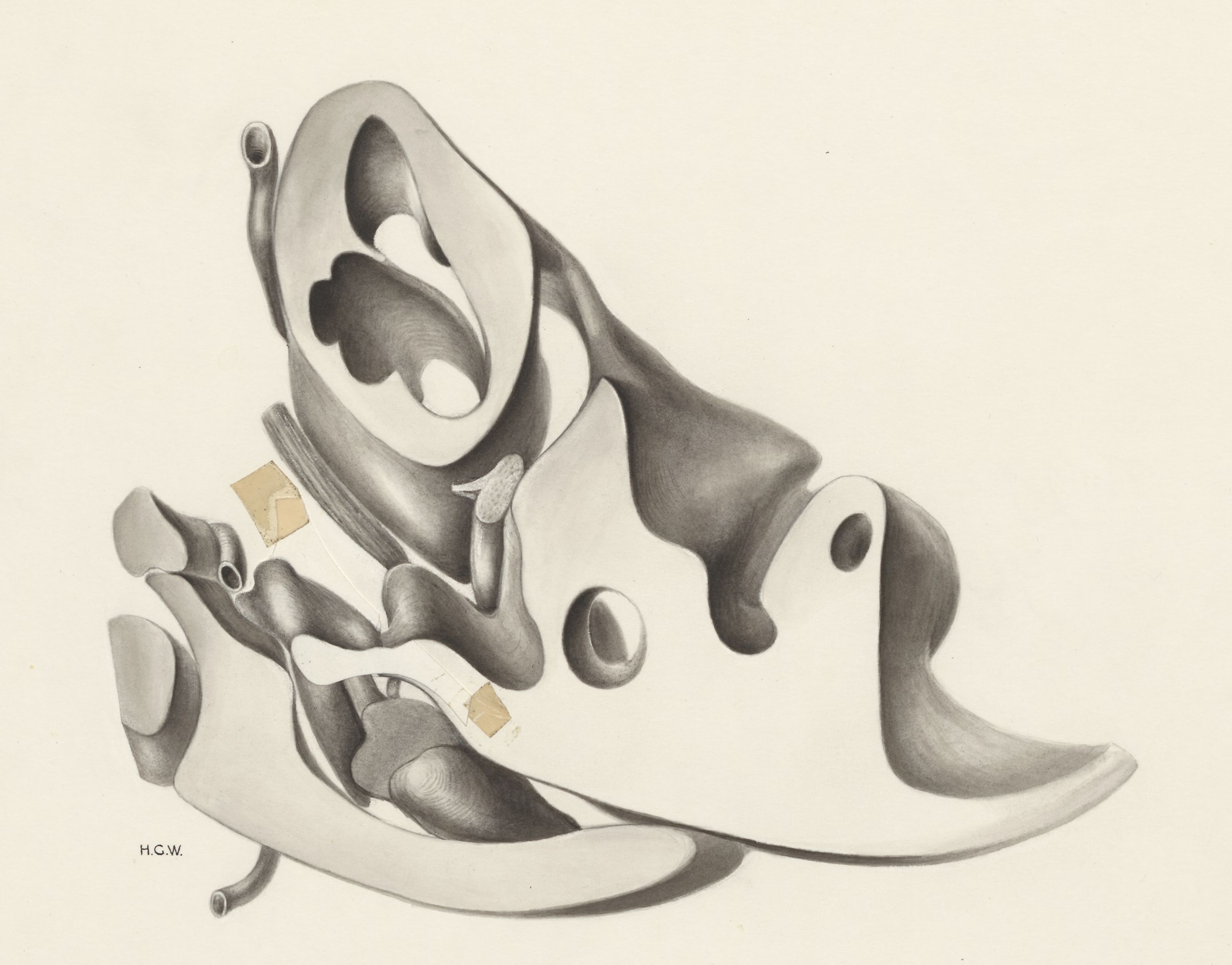 Hearing organ of an embryo