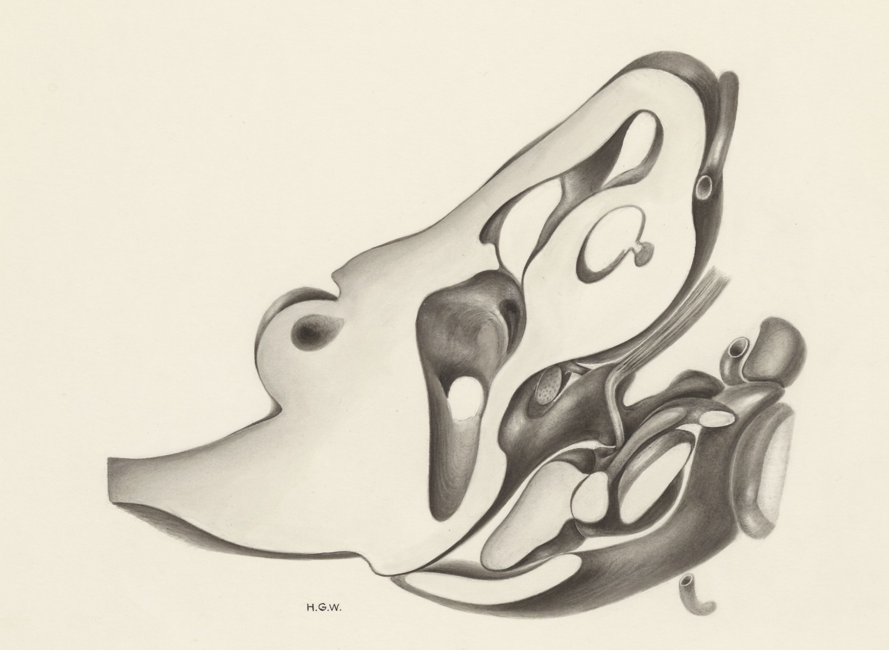 Hearing organ of an embryo