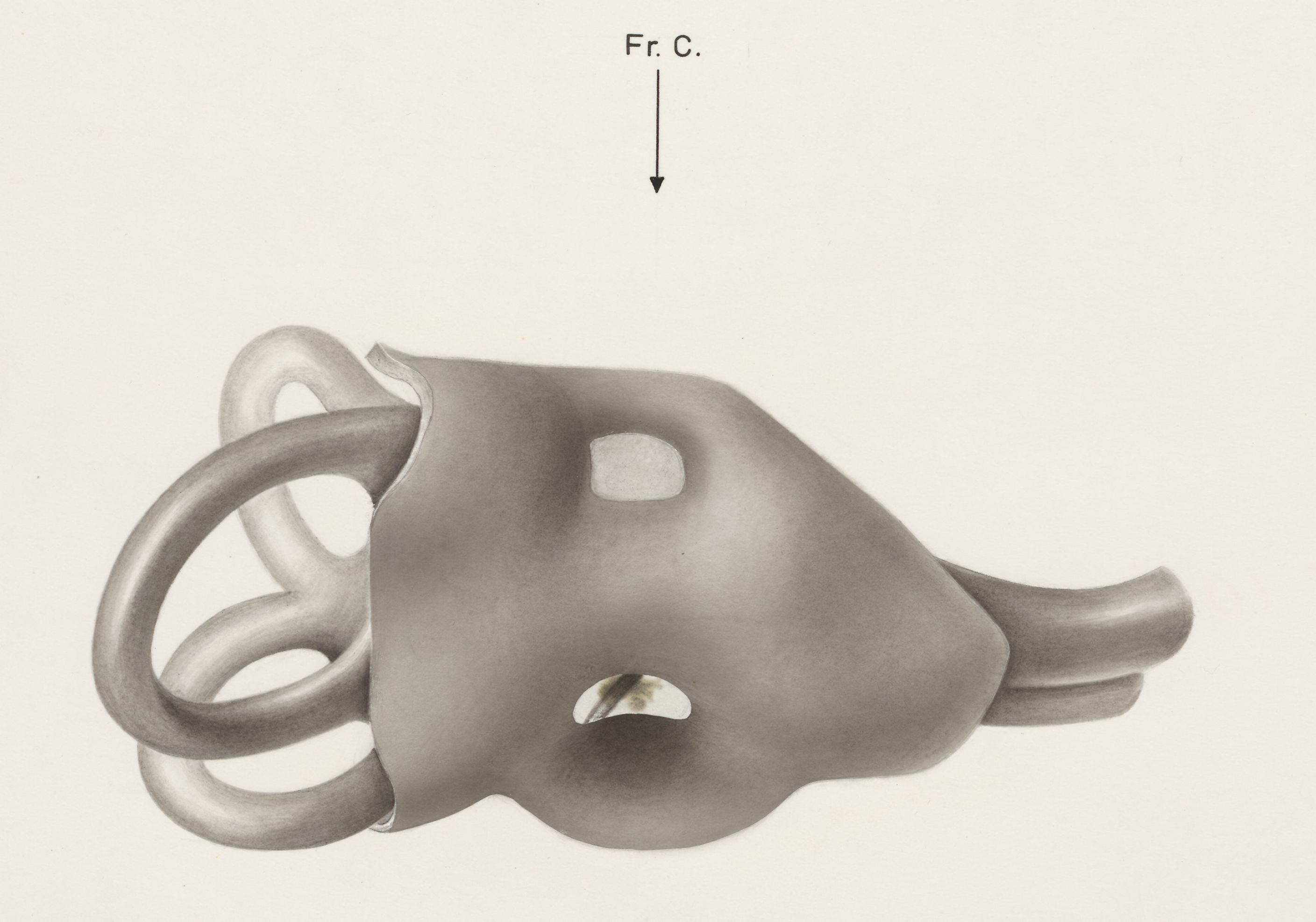 Sensory organs on an embryo