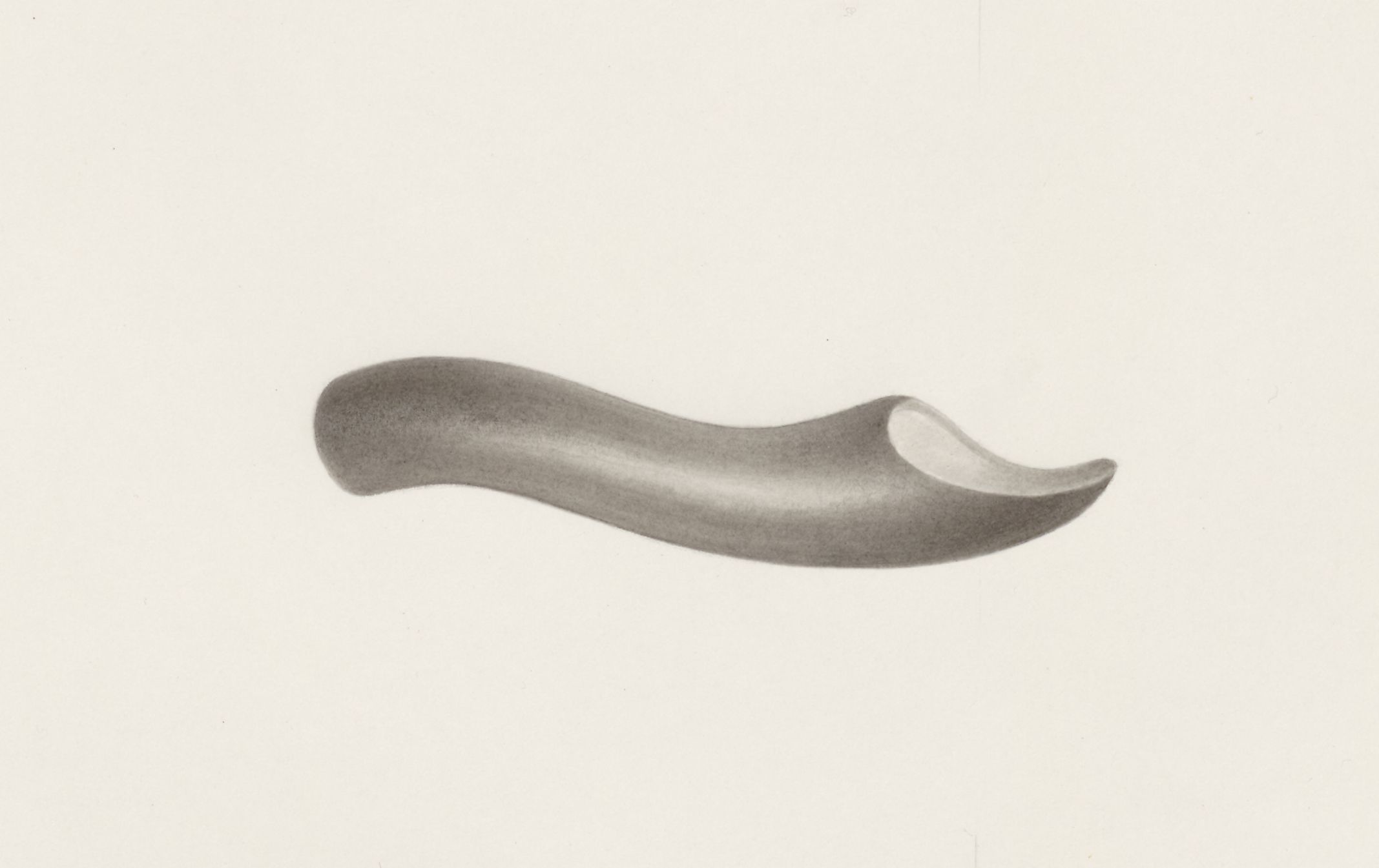 Sensory organs on an embryo