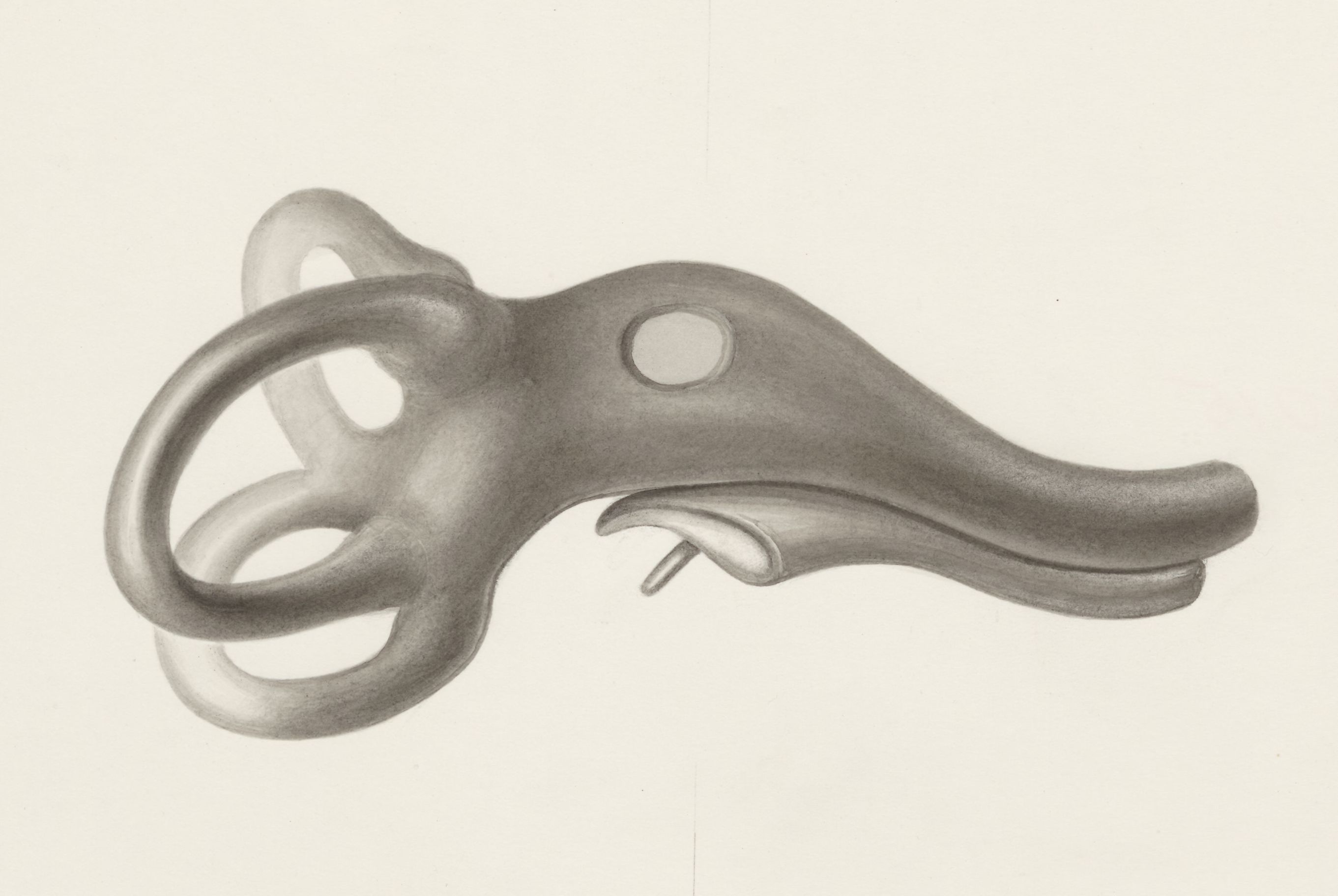 Sensory organs on an embryo