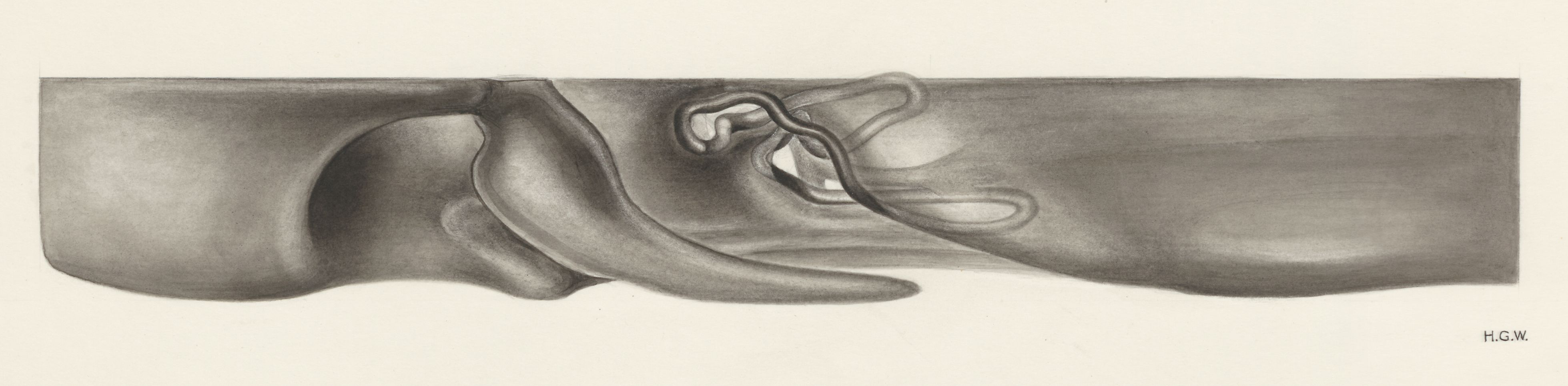 Sensory organs on an embryo