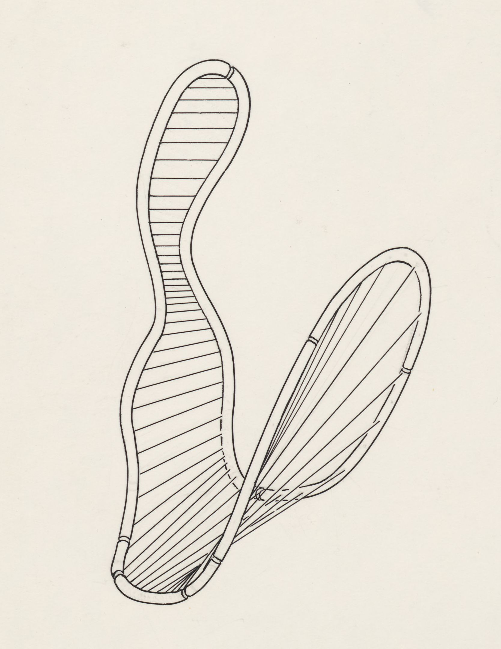 Sensory organs on an embryo