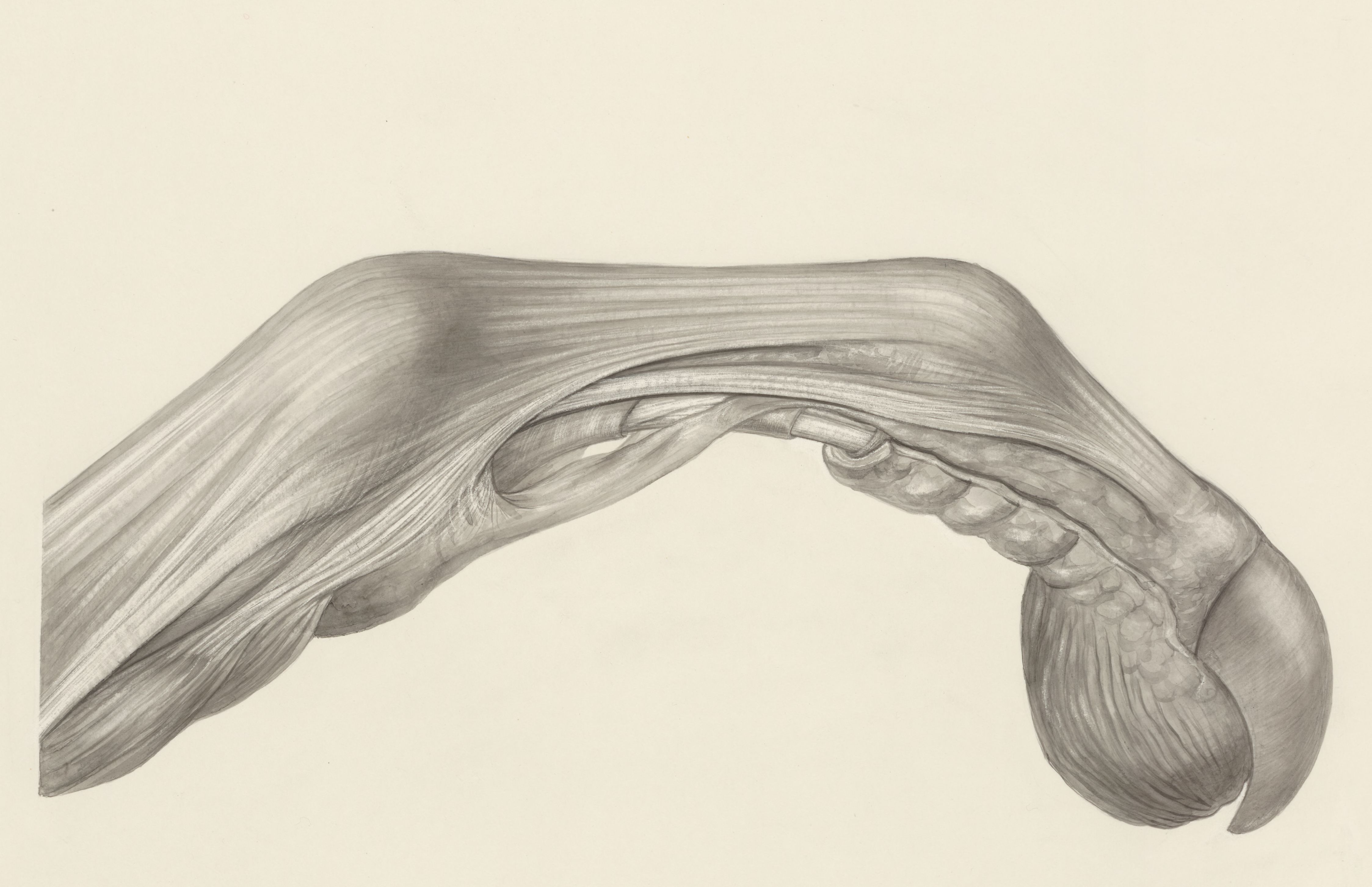 Muscular tissue of a mammal's finger
